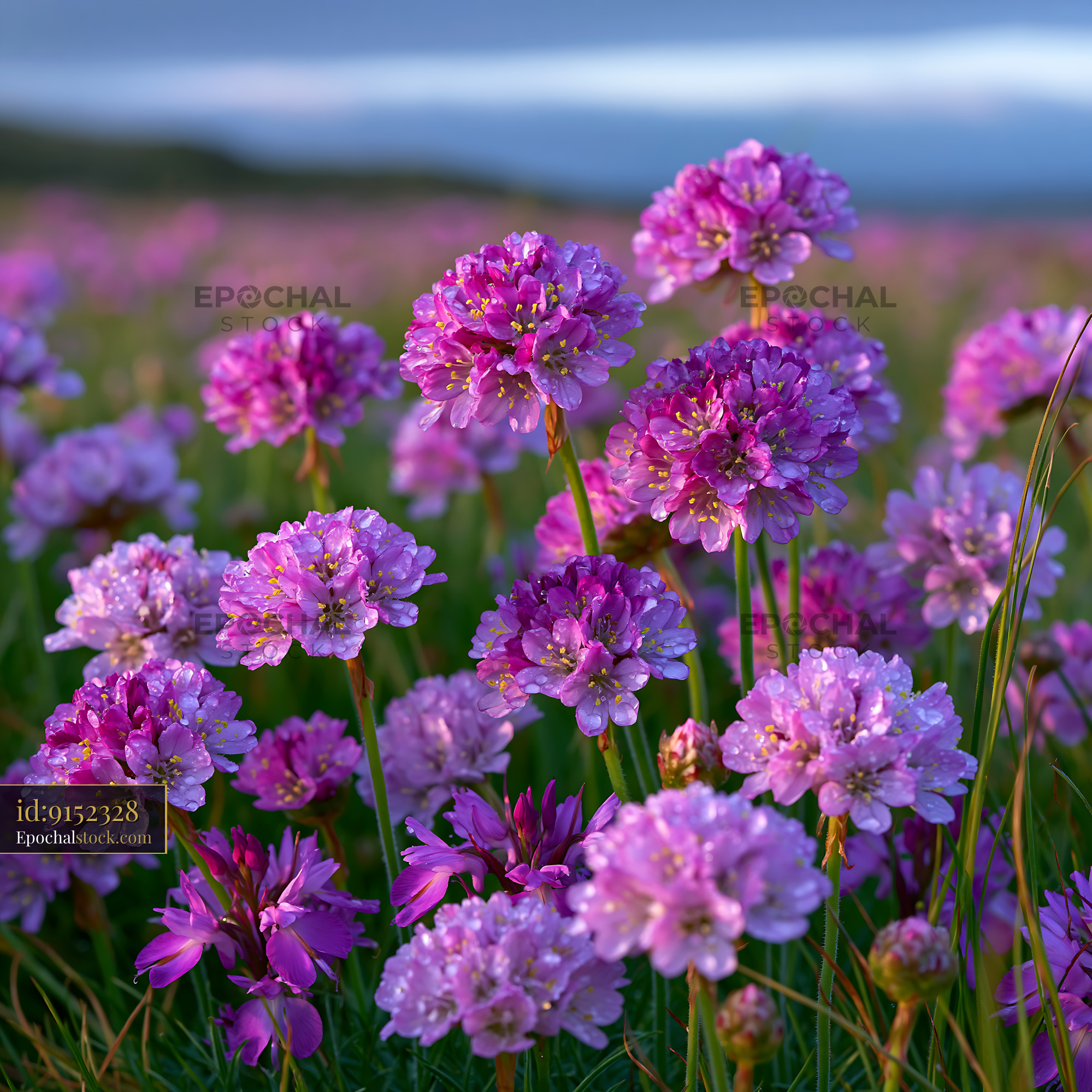 Watermarked full-resolution preview of Field of purple flowers with morning dew in a natural setting