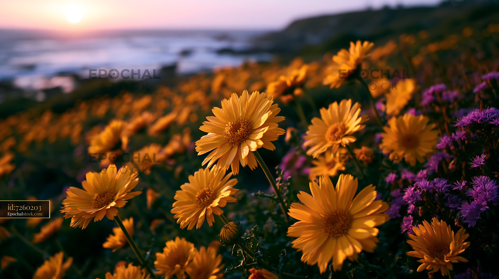 Watermarked full-resolution preview of Sunset over yellow flowers near the coast