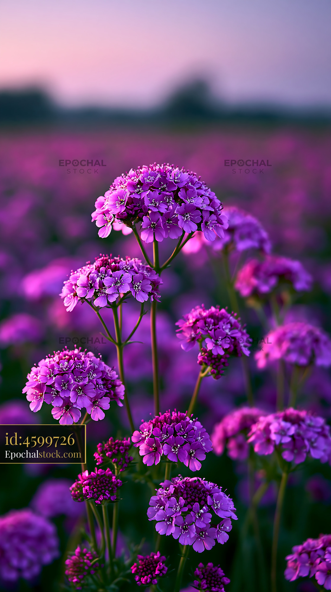 Watermarked full-resolution preview of Purple flowers growing in a field during sunset