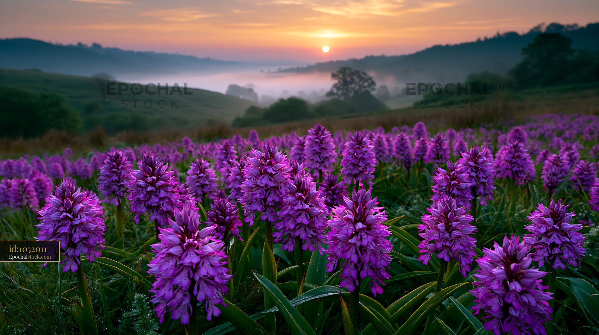 Watermarked full-resolution preview of Sunrise over purple flowers in the valley