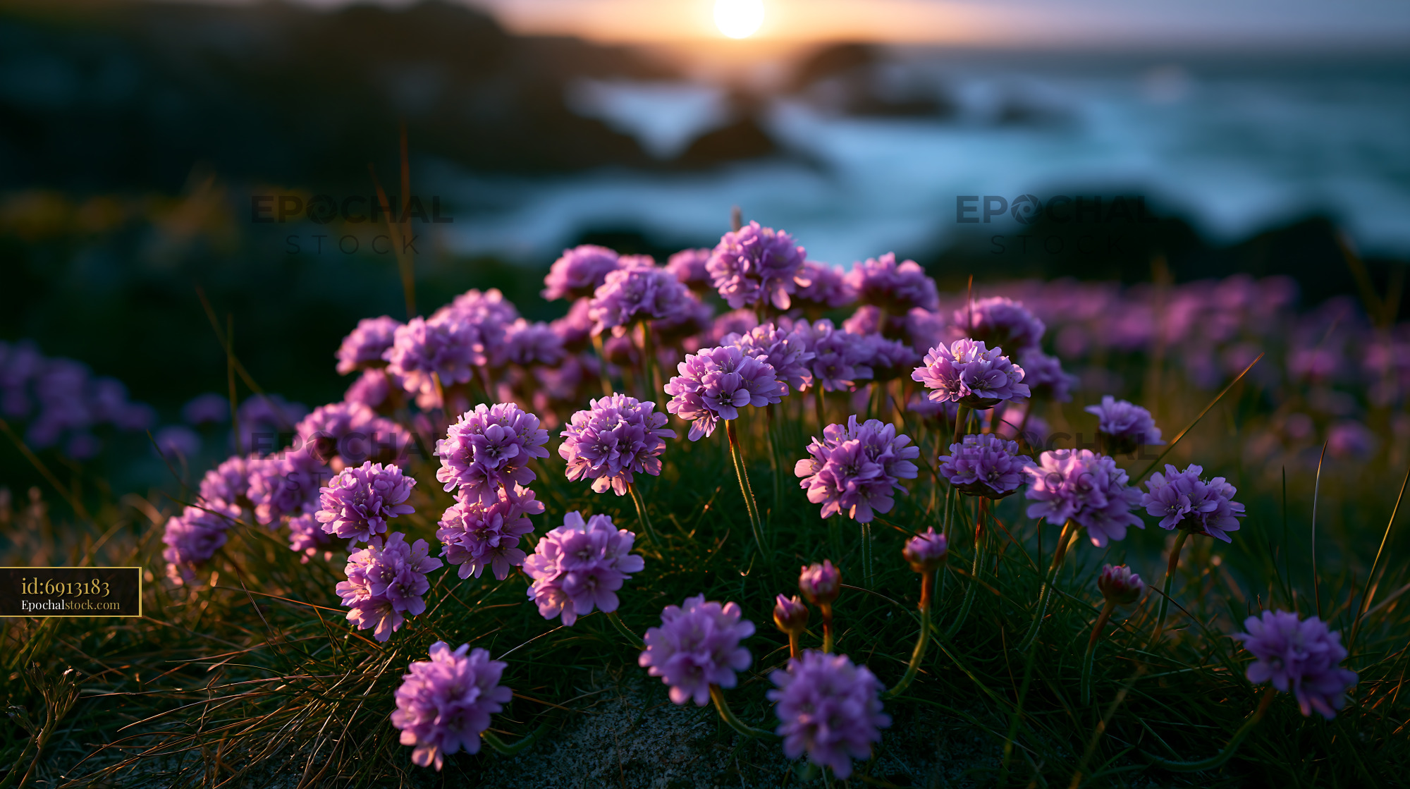 Watermarked full-resolution preview of Purple flowers blooming by the shore at sunset