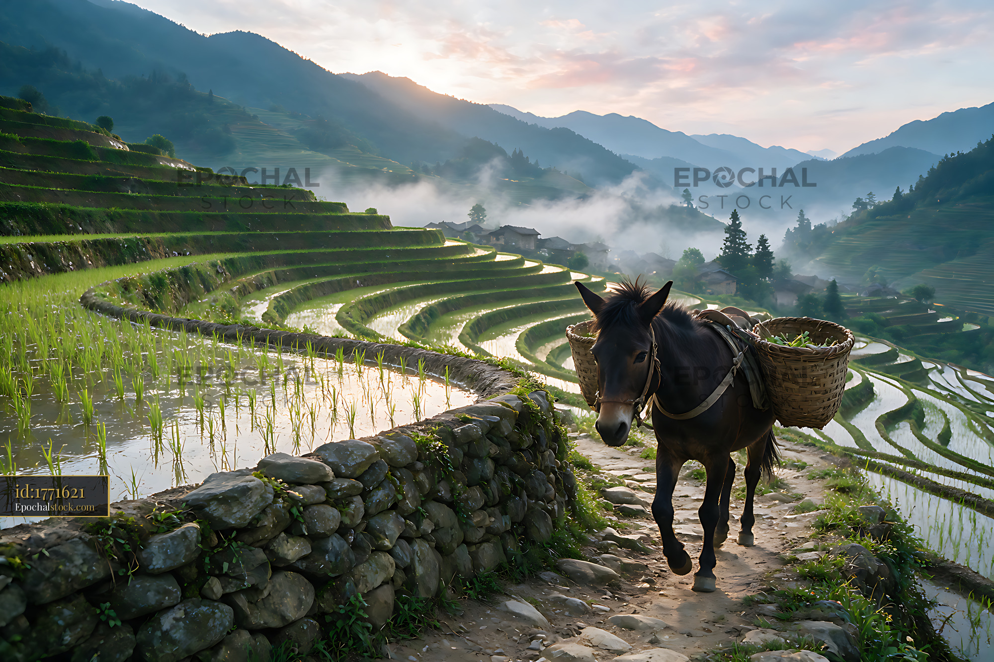 Watermarked full-resolution preview of Misty mountain rice terraces with a pack animal