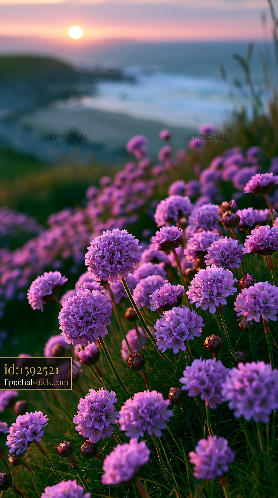 Watermarked full-resolution preview of Vibrant purple flowers on a coastal landscape at sunset