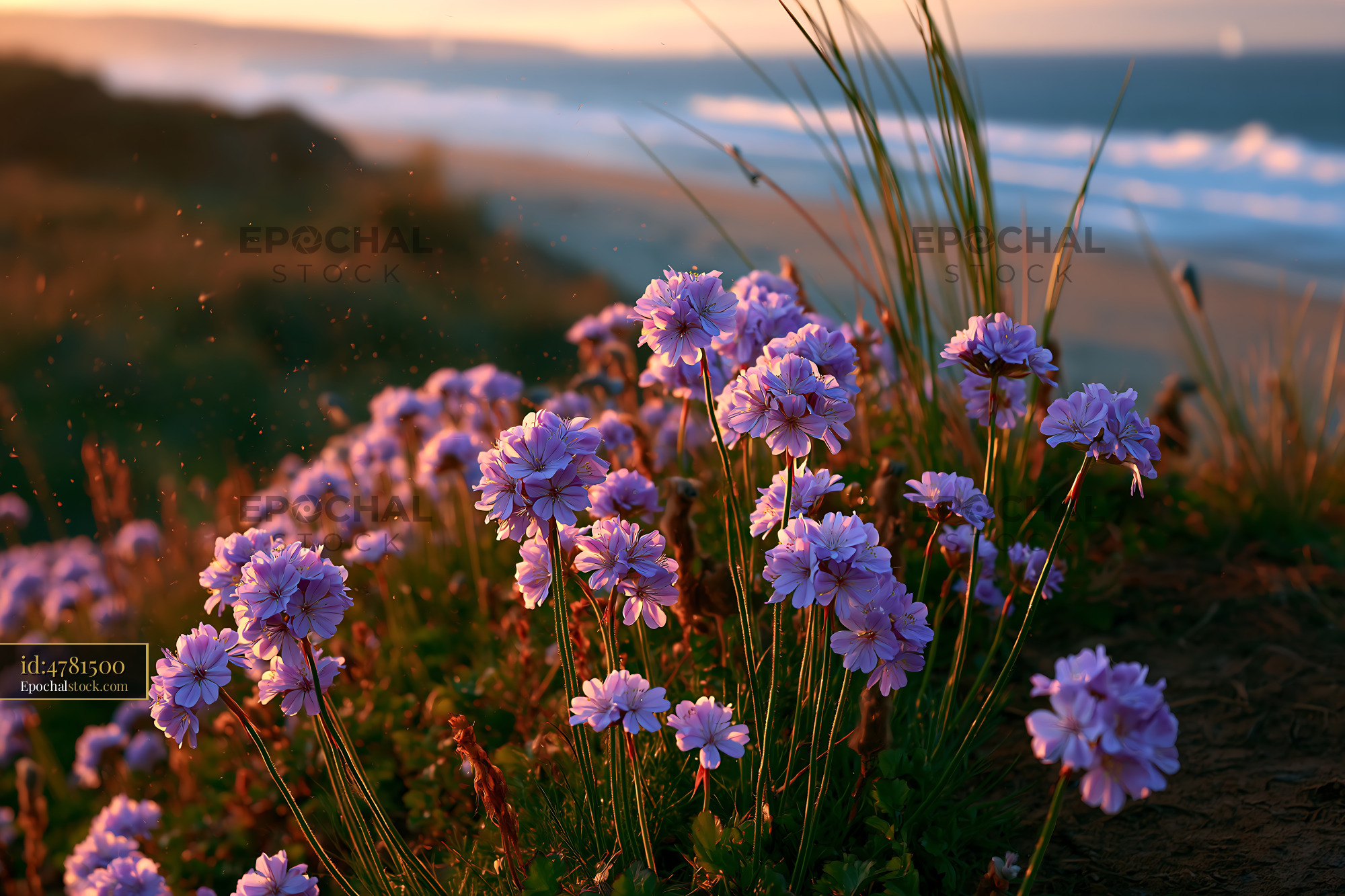 Watermarked full-resolution preview of Flowers blooming by the ocean during sunset