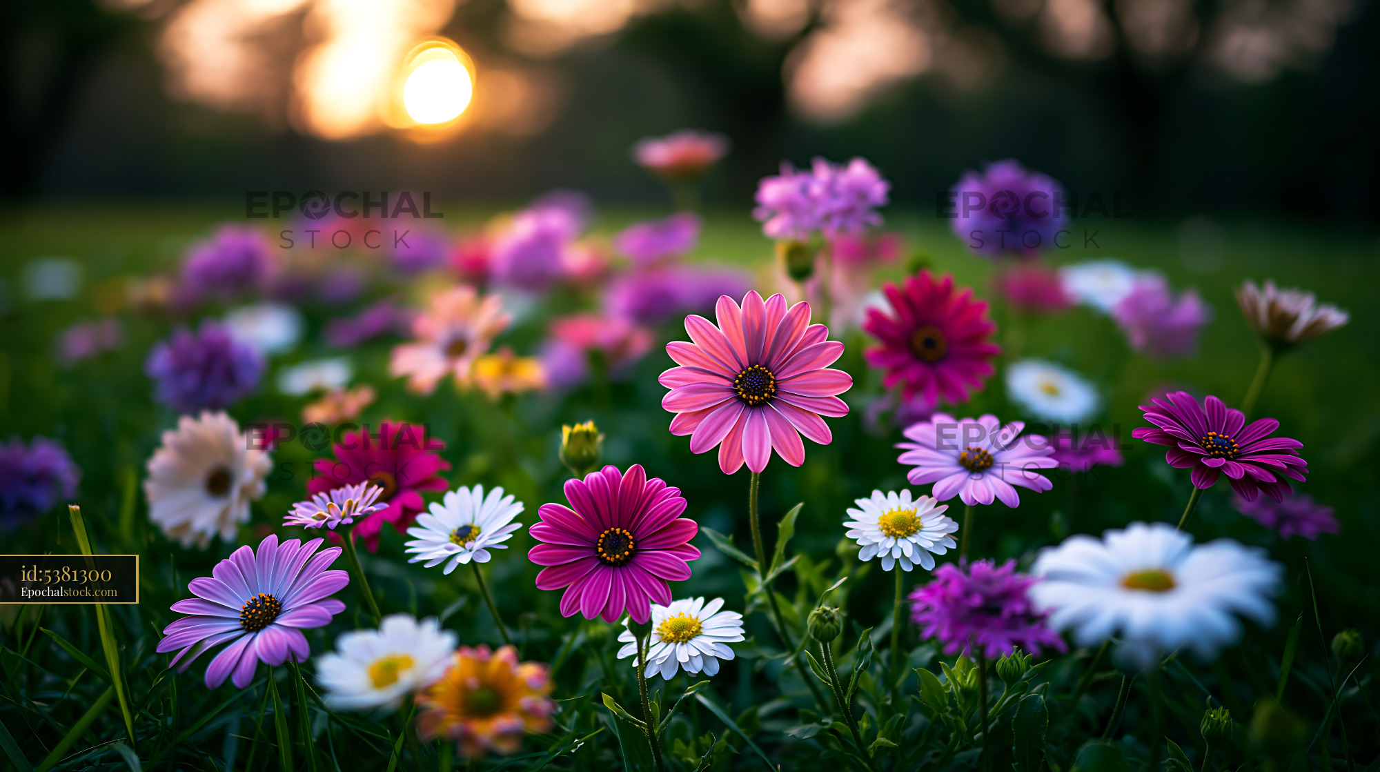Watermarked full-resolution preview of Colorful flowers blooming at sunset in a park