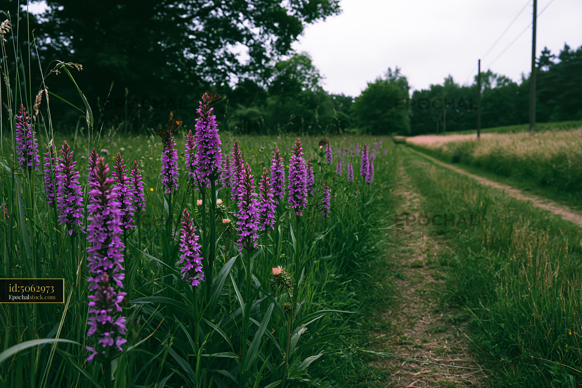 Watermarked full-resolution preview of Purple flowers along a dirt path in a green field