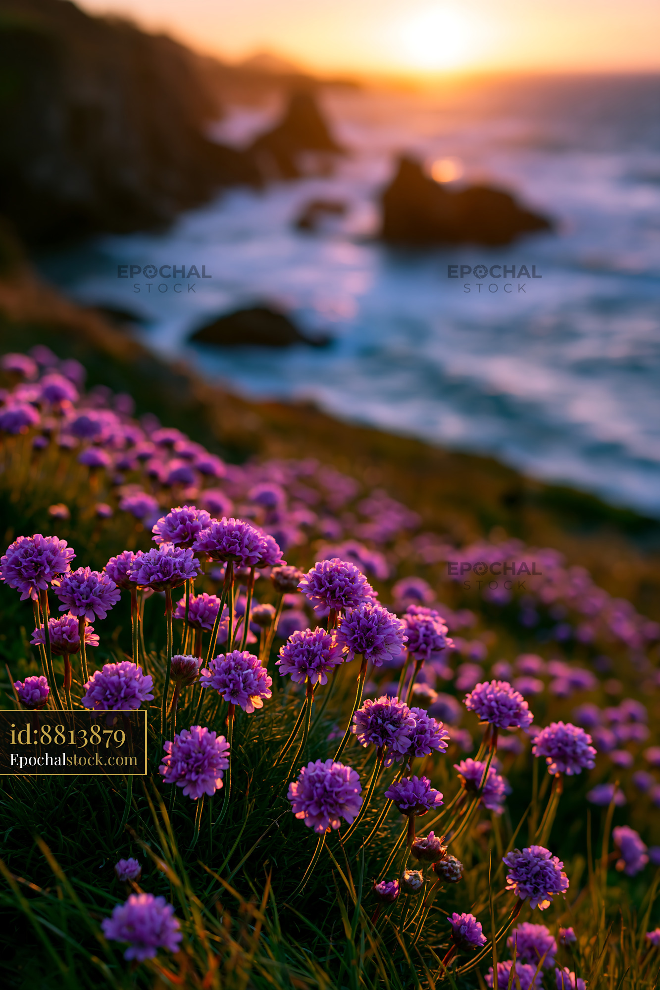 Watermarked full-resolution preview of Purple flowers bloom by the ocean at sunset