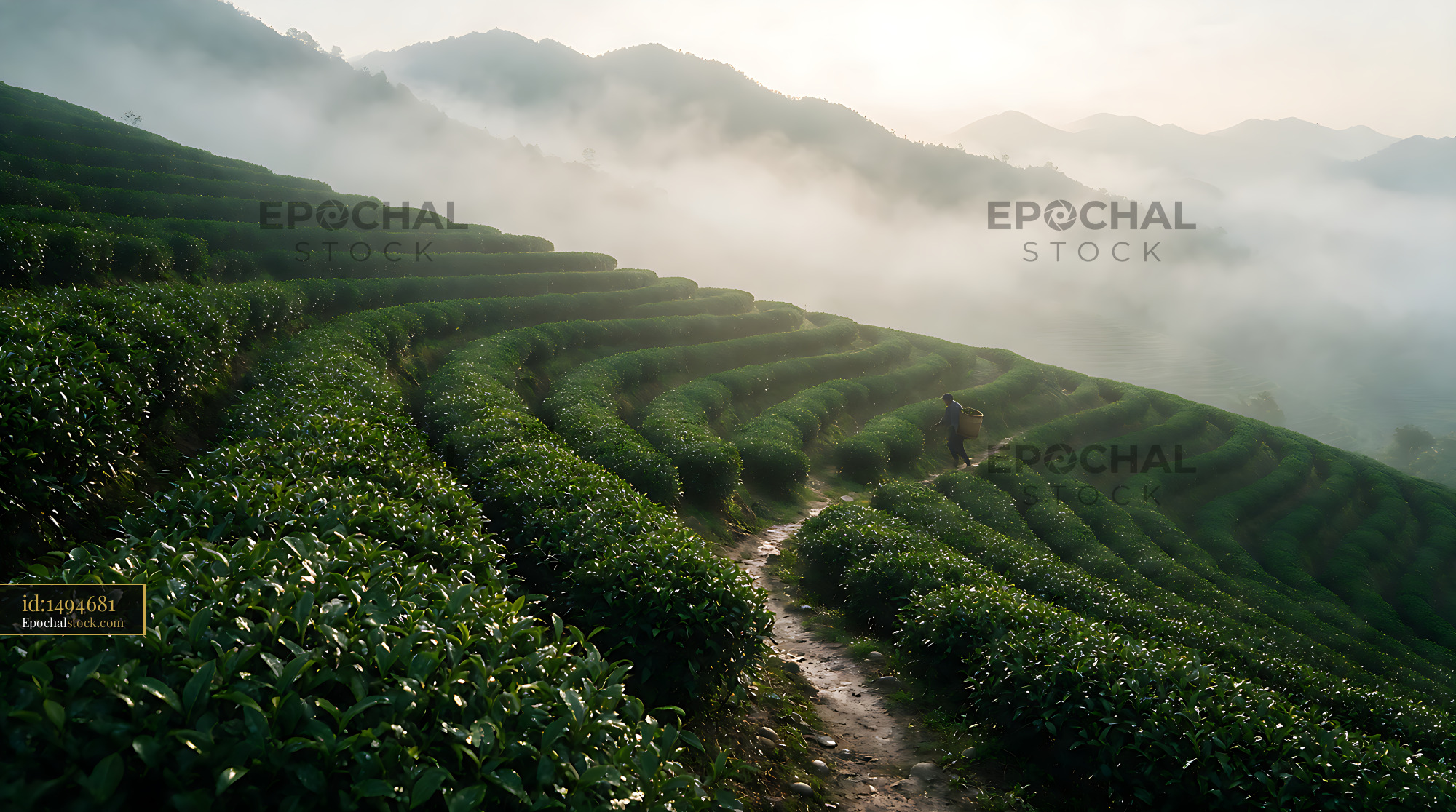 Watermarked full-resolution preview of Green terraced fields in misty mountain landscape