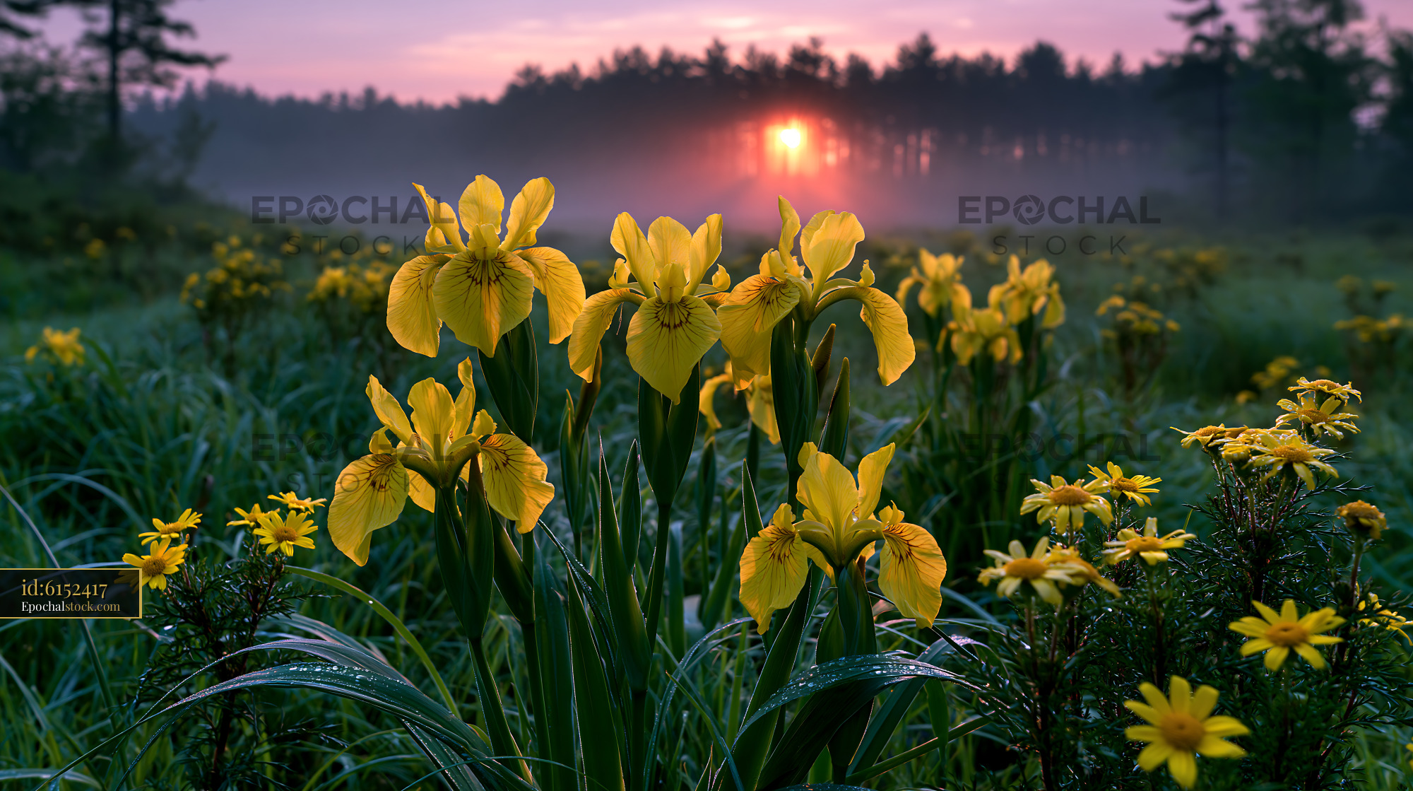 Watermarked full-resolution preview of Sunrise over a field of yellow flowers by a forest