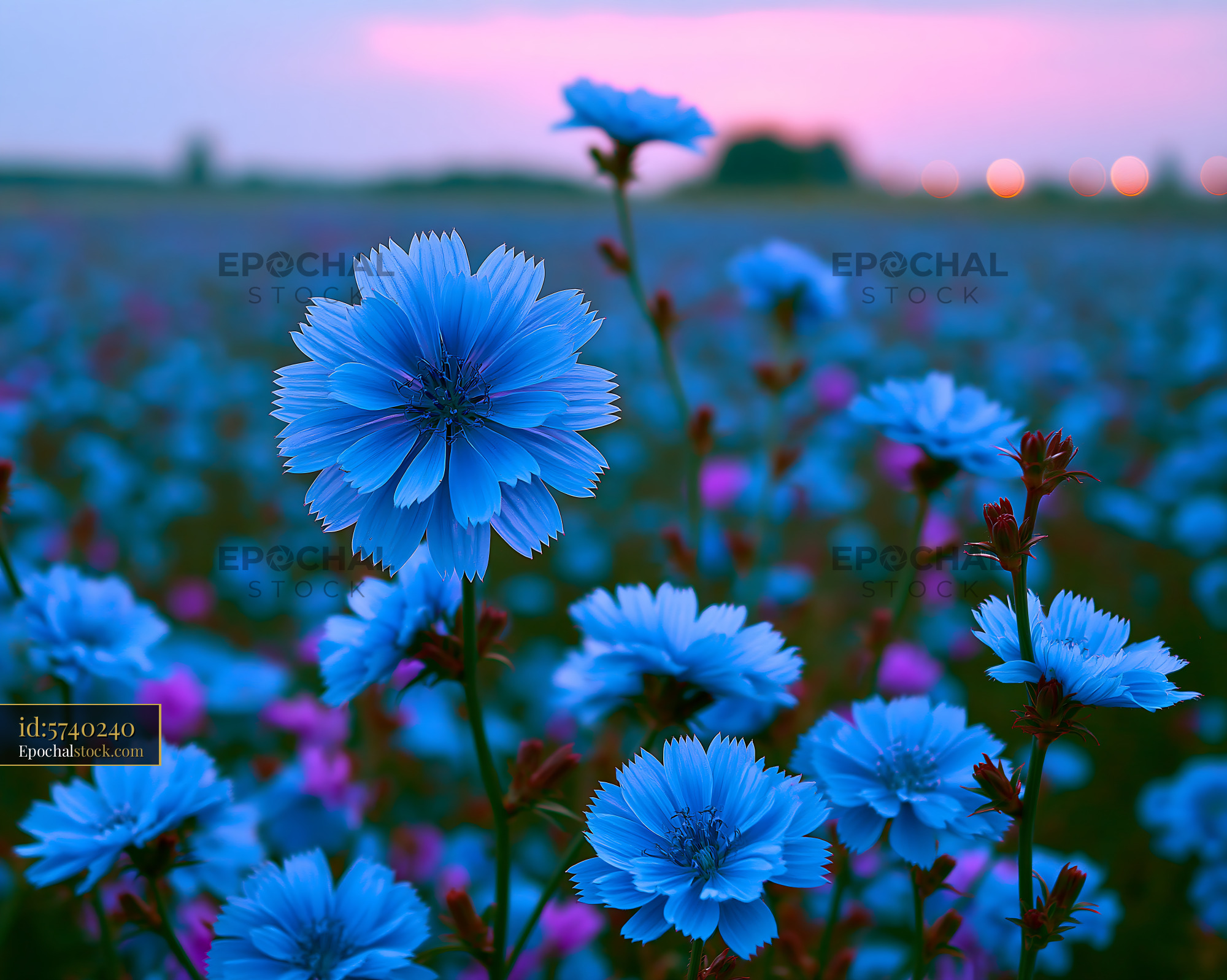 Watermarked full-resolution preview of Blue flowers bloom in a field at sunset