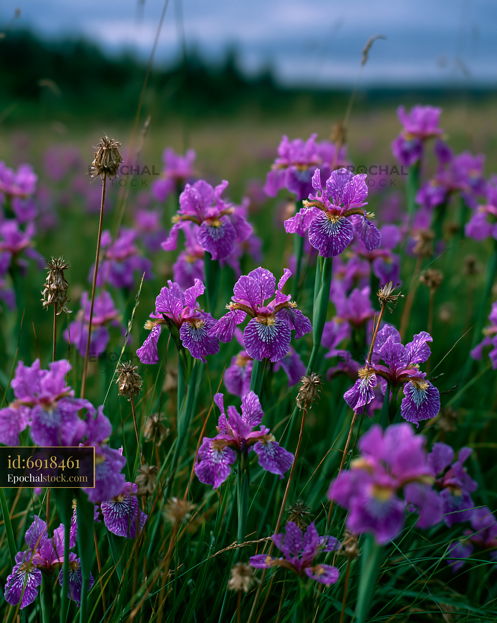 Watermarked full-resolution preview of Purple flowers bloom in a field during daylight hours