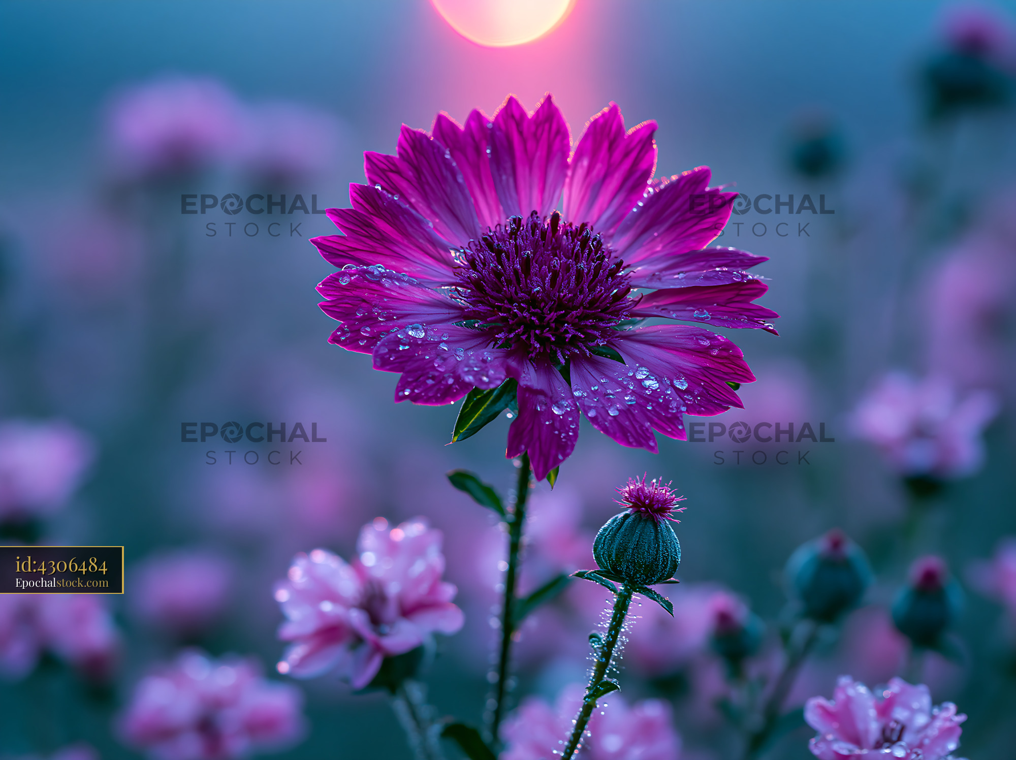Flower Blooms at Sunset With Dew on Petals and Soft Colors - stock photo