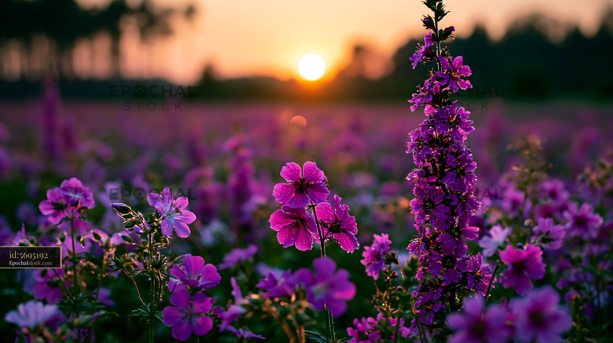 Purple Flowers Bloom Under Sunset Sky Over a Field - stock photo