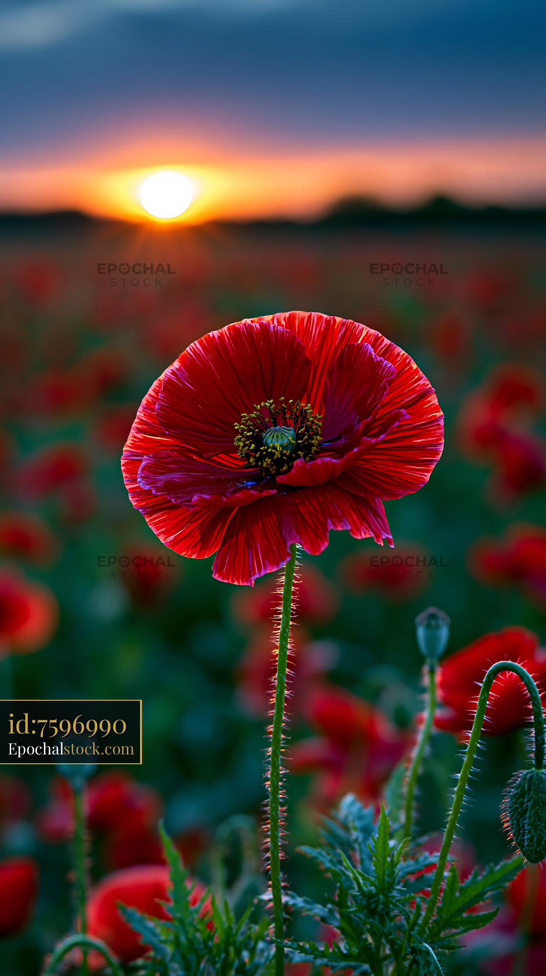 Watermarked full-resolution preview of Bright red poppy flower at sunset in a field