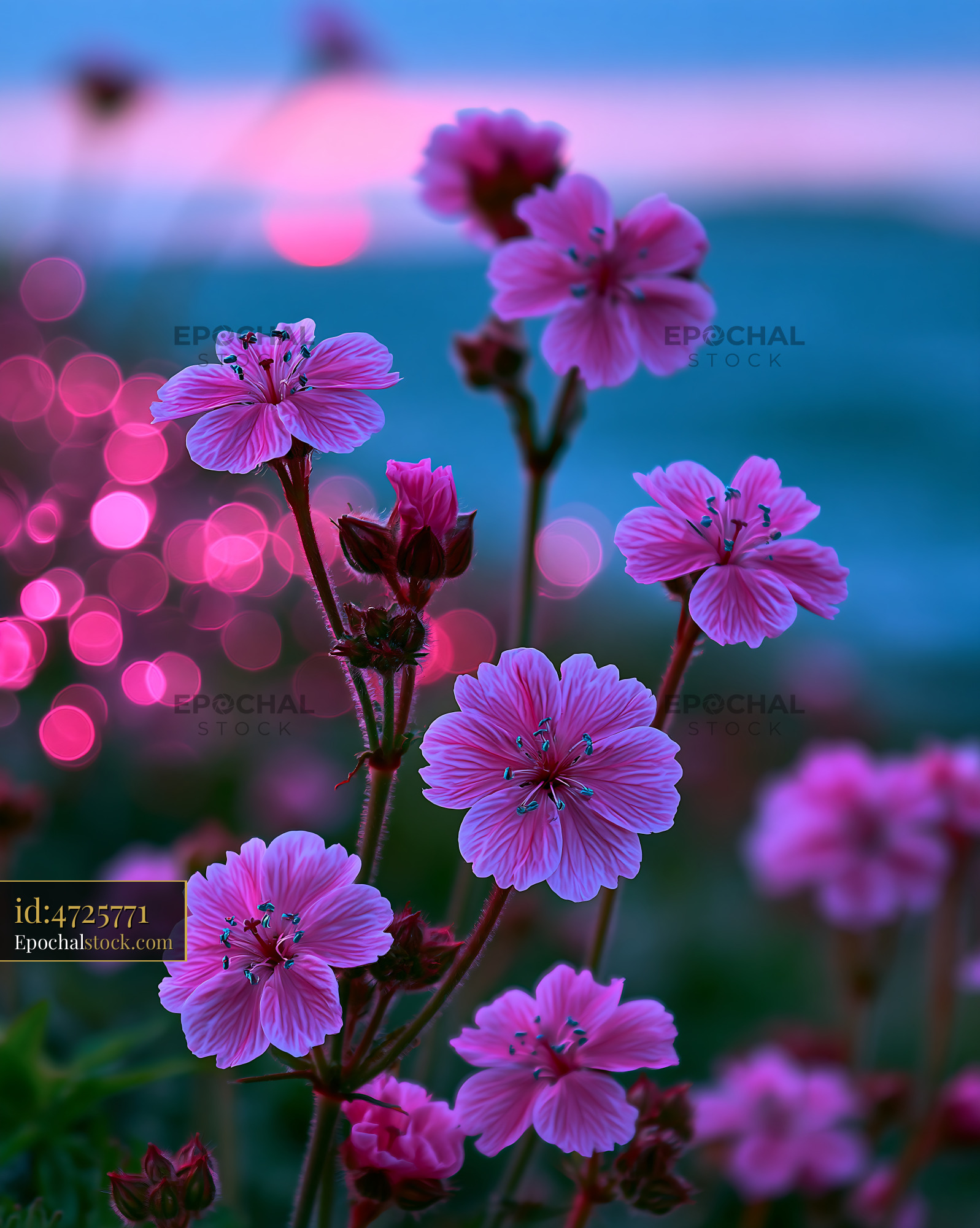 Watermarked full-resolution preview of Pink flowers with blurred background at sunset