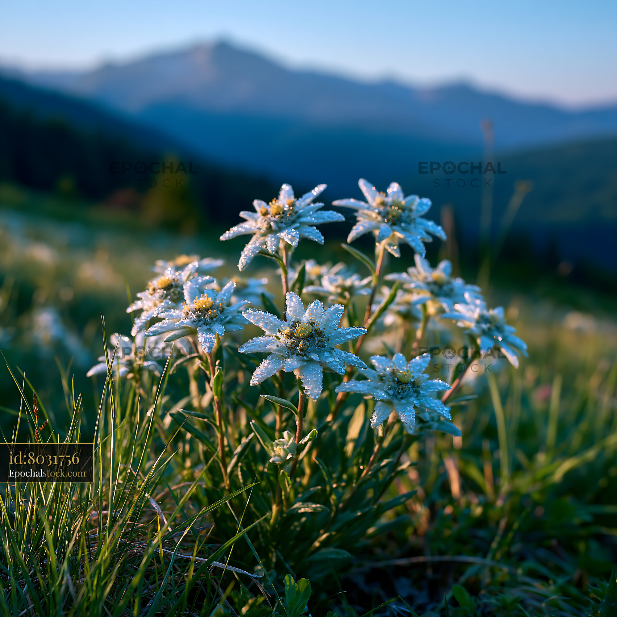 Watermarked full-resolution preview of Flowers with dew in a mountain landscape at sunrise
