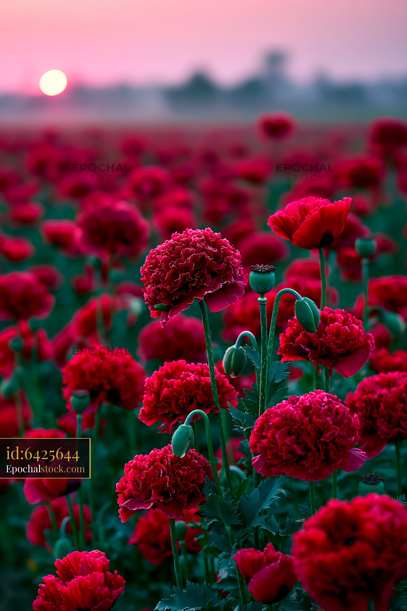 Watermarked full-resolution preview of Poppy flowers blooming at sunset in a field