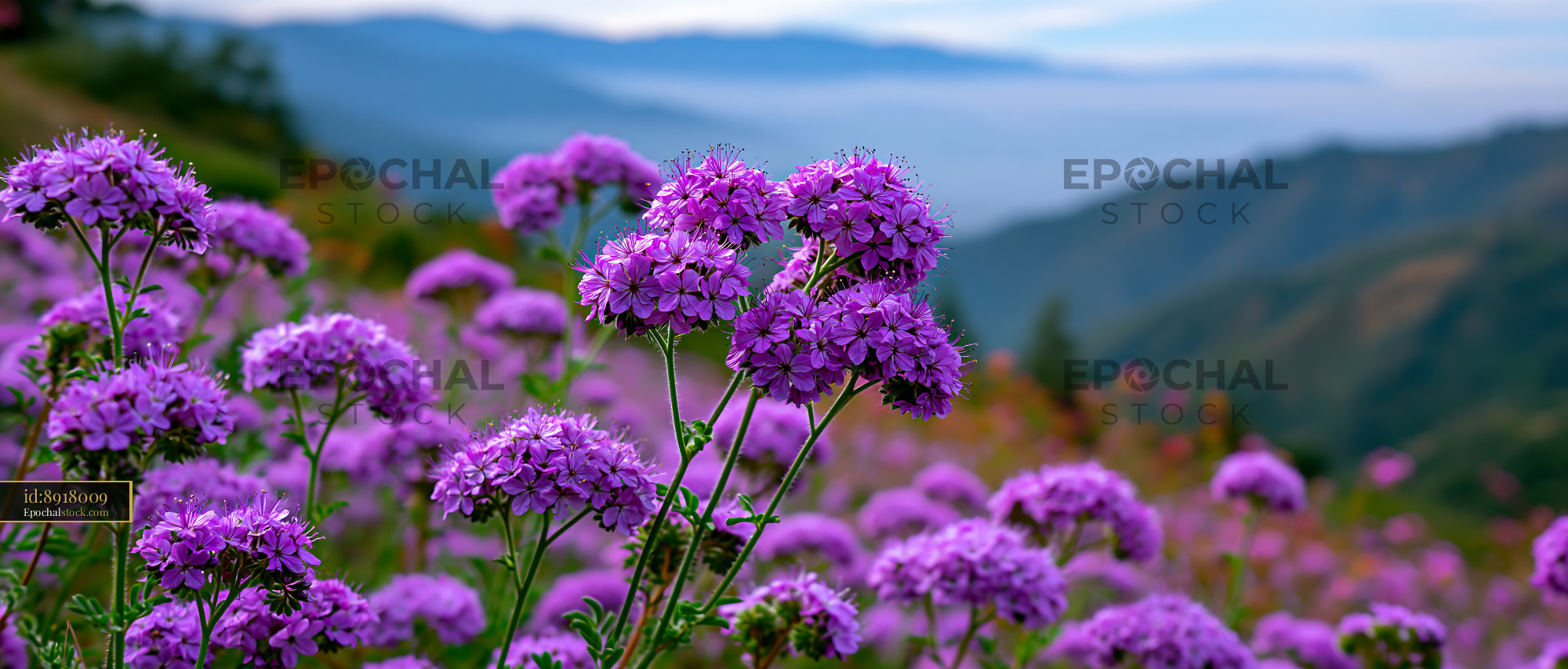 Watermarked full-resolution preview of Purple wildflowers bloom in a mountain landscape
