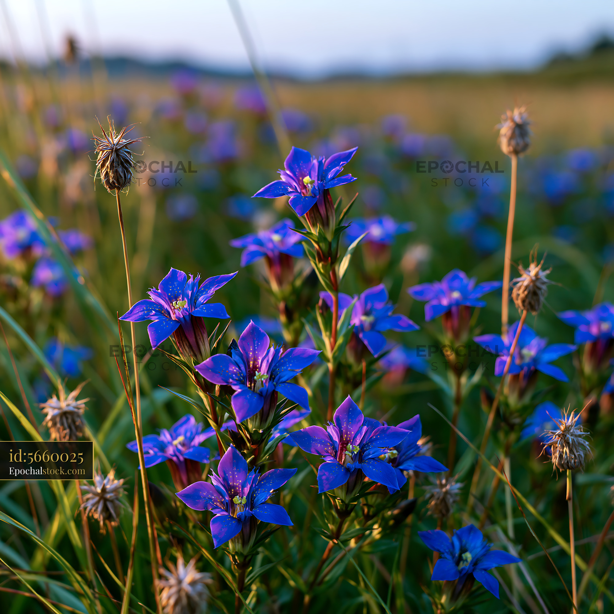 Watermarked full-resolution preview of Purple flowers grow in a field during the evening light