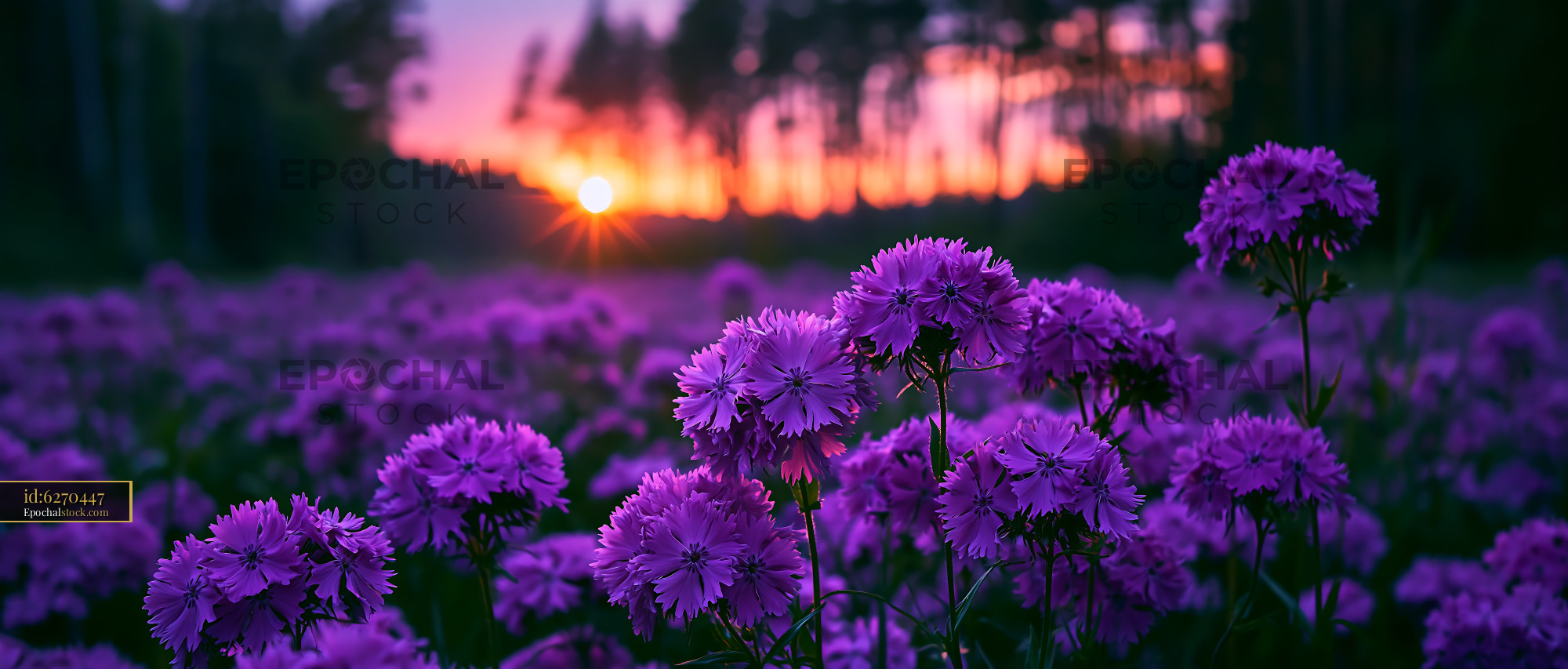 Watermarked full-resolution preview of Purple flowers in a field at sunset near the forest
