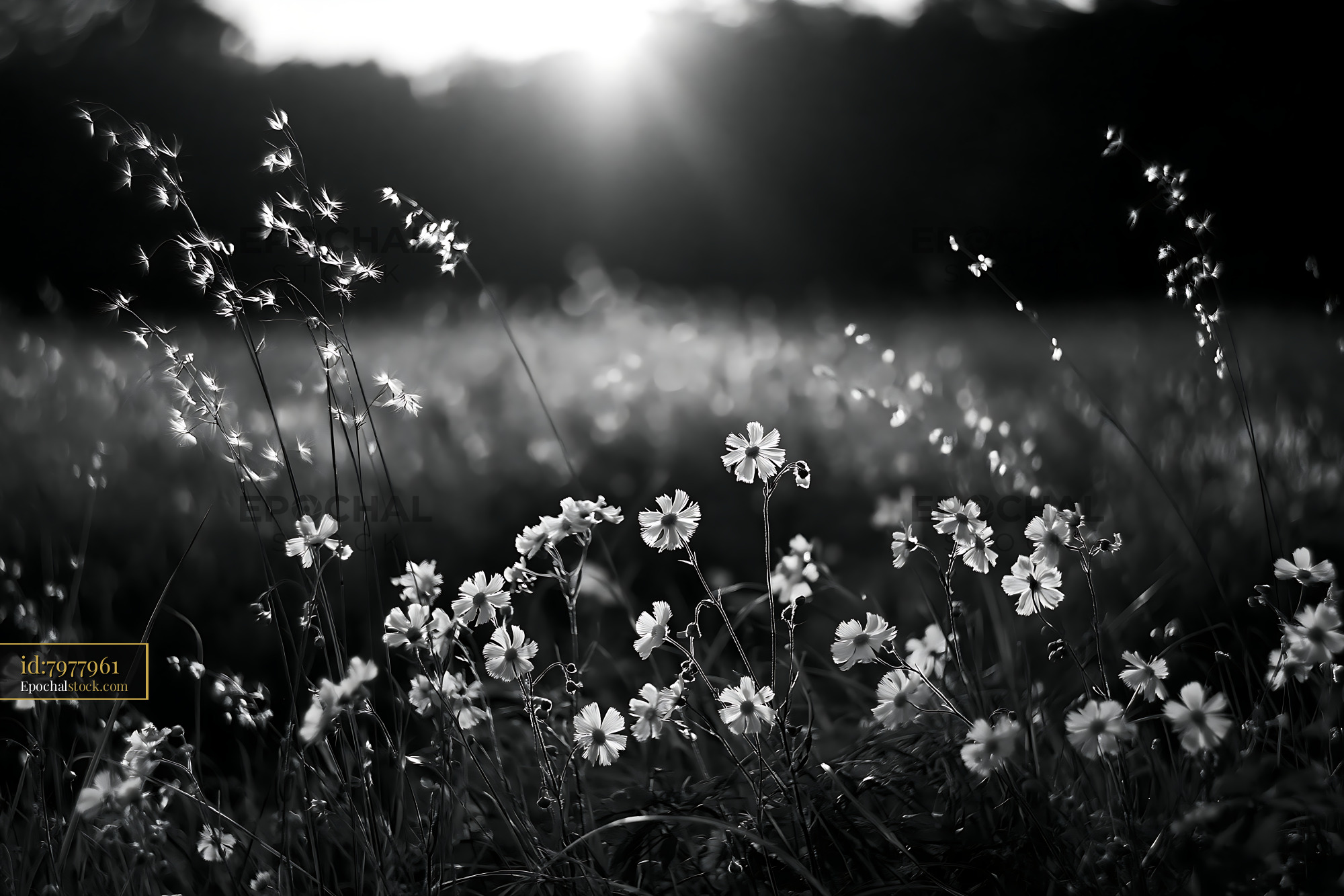 Watermarked full-resolution preview of Flowers in a field during sunset