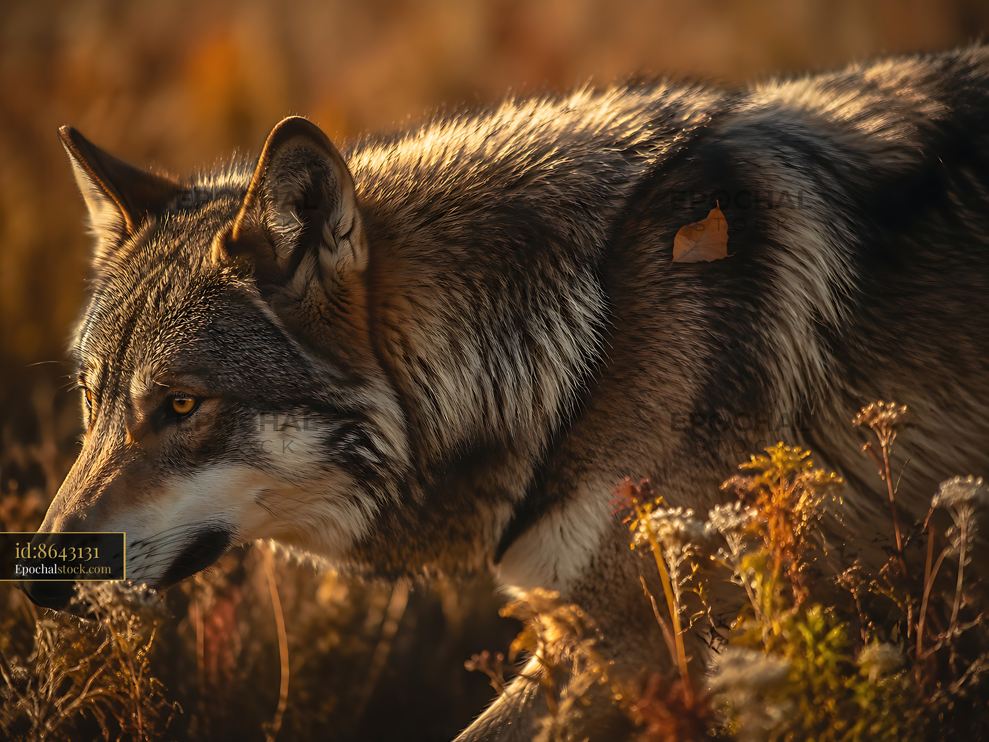 Watermarked full-resolution preview of Wolf walking through tall grass in golden sunlight