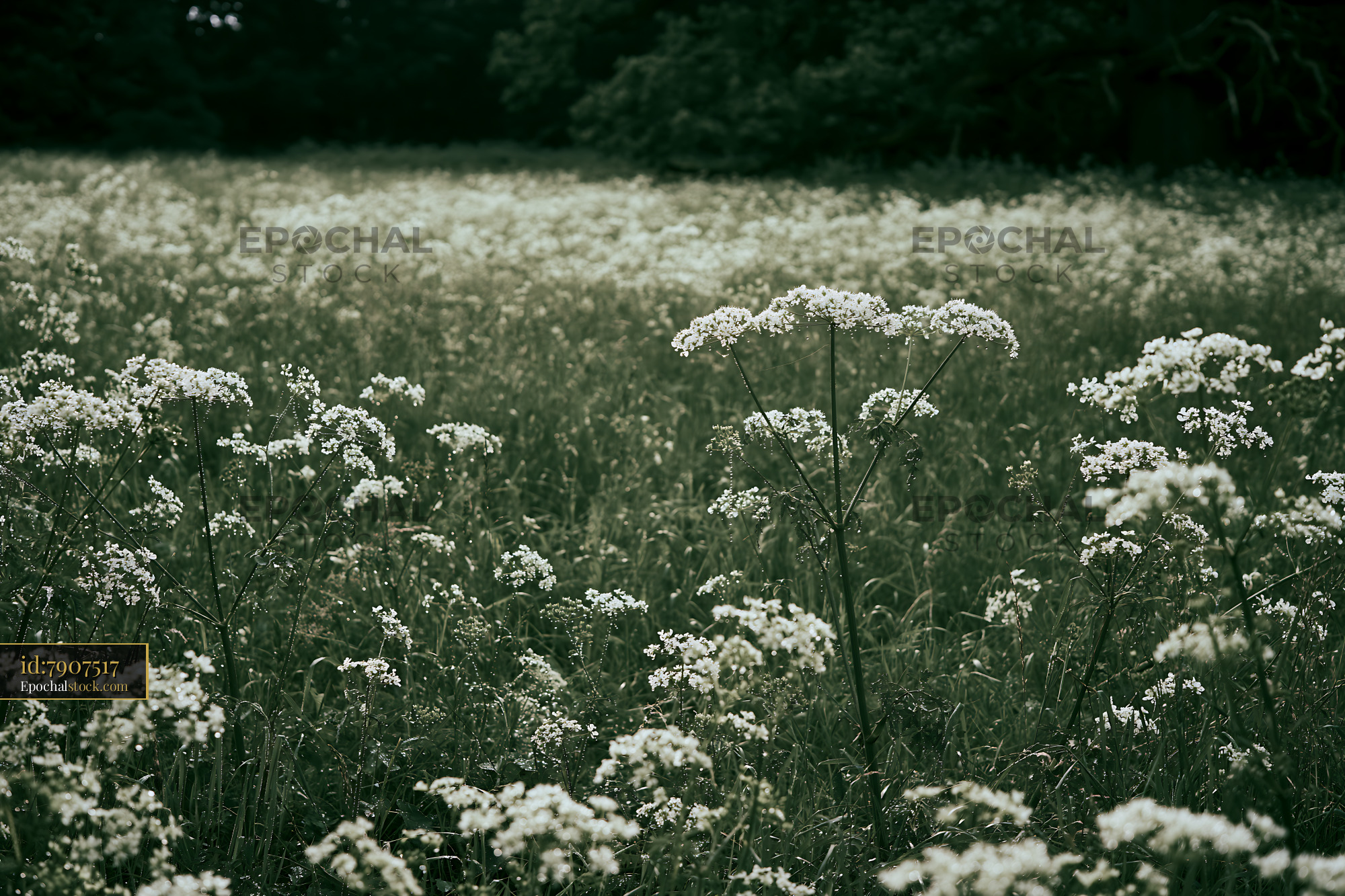 Watermarked full-resolution preview of Field of white wildflowers in a green landscape
