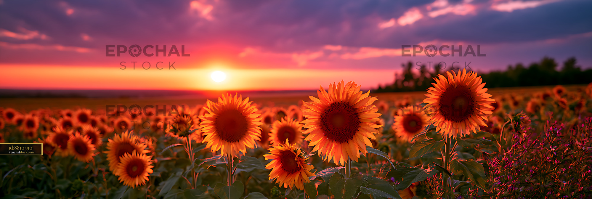 Watermarked full-resolution preview of Sunset over a field of sunflowers with colorful sky