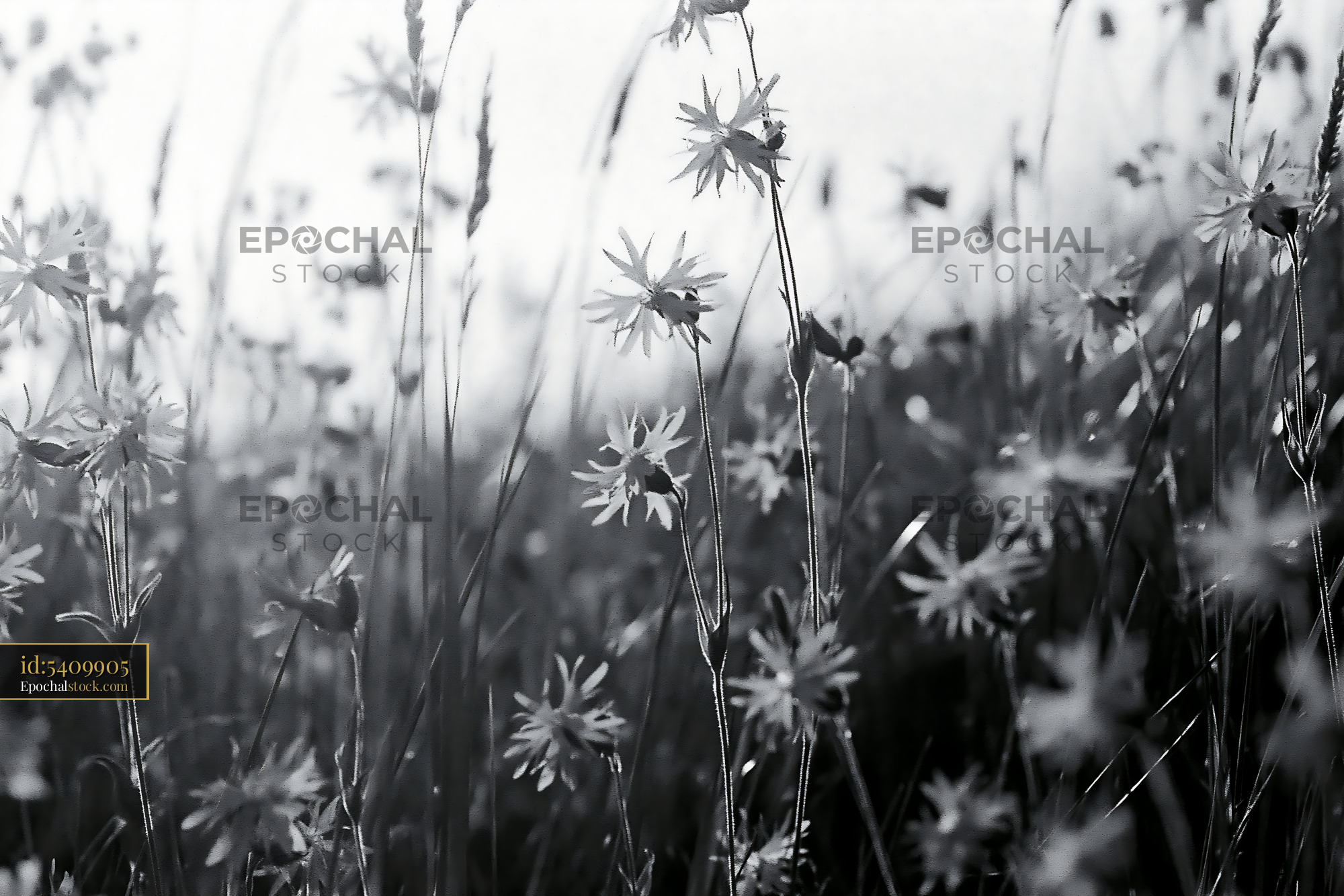 Watermarked full-resolution preview of Black and white flowers in a field during sunny weather