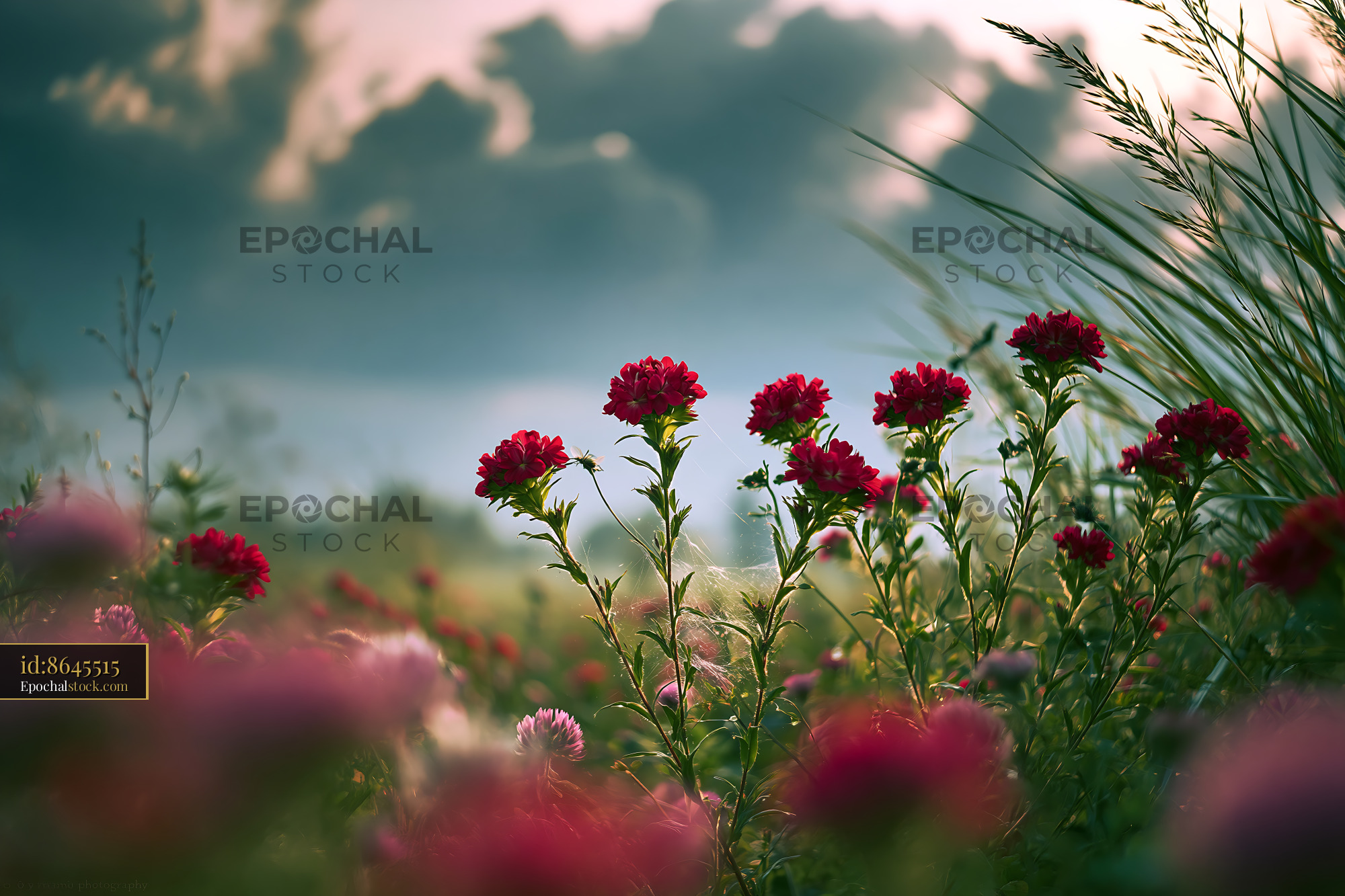 Watermarked full-resolution preview of Blooming flowers in a field during sunset