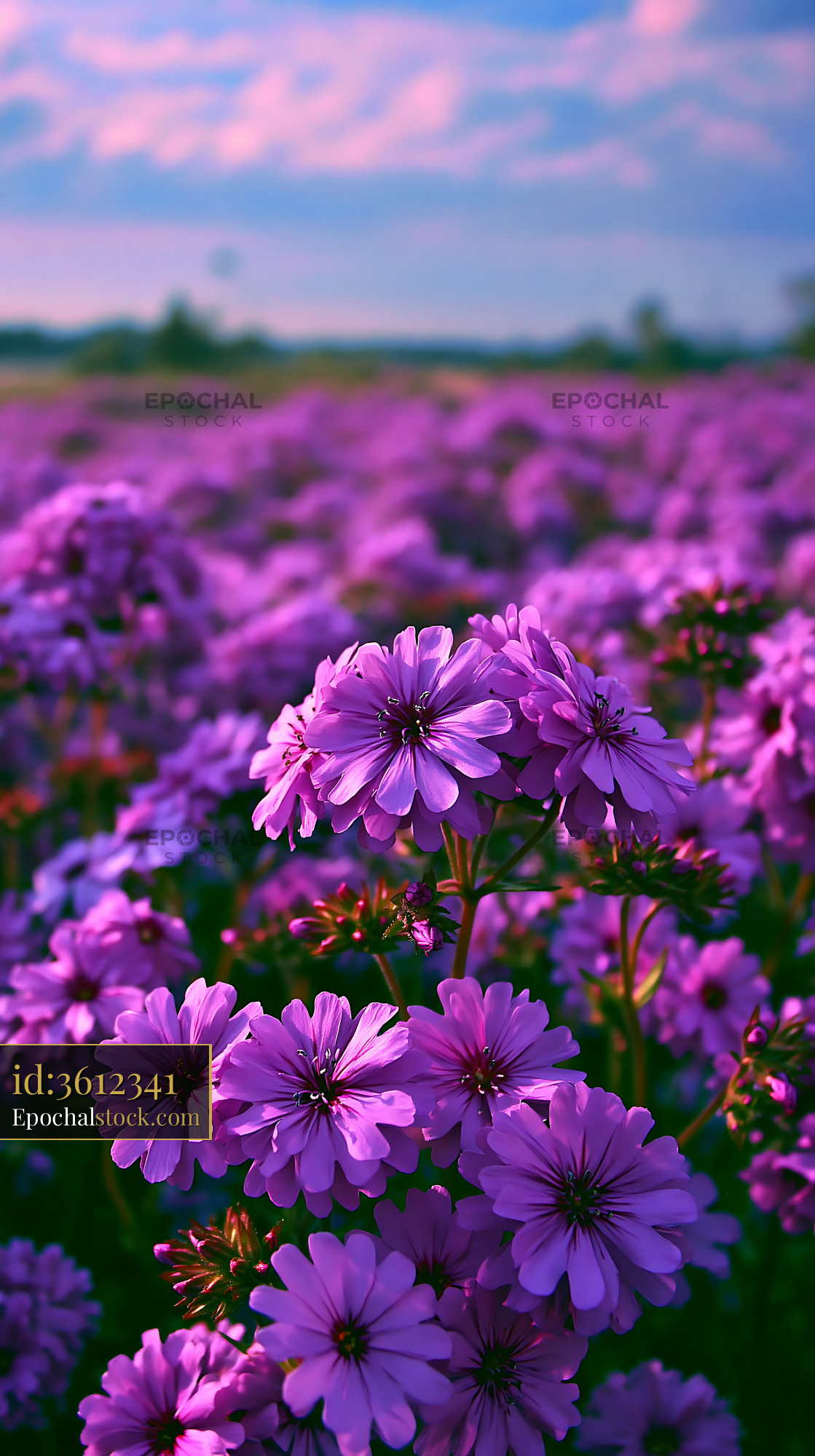 Watermarked full-resolution preview of Vibrant field of purple flowers in bloom during daytime