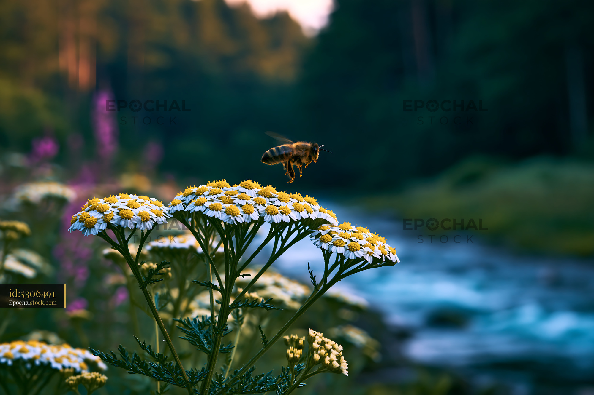 Watermarked full-resolution preview of Bee hovering over yellow flowers by a river
