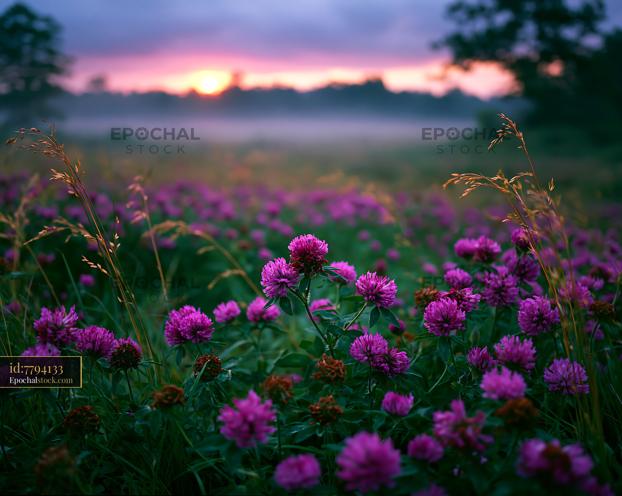 Watermarked full-resolution preview of Sunrise over a field of purple clover flowers