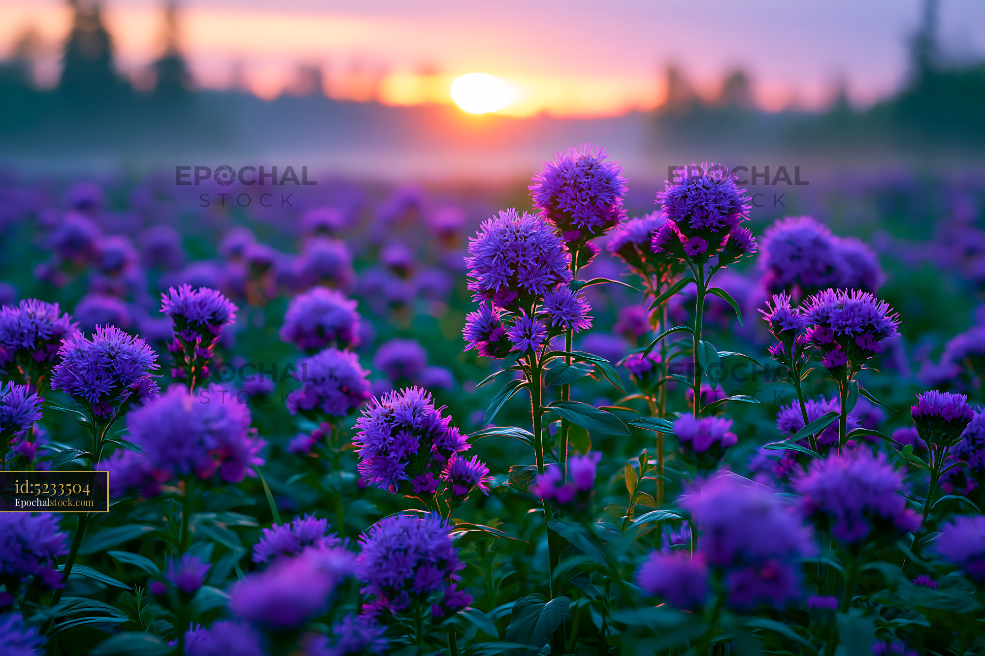 Purple Flowers Bloom in a Field at Sunset Over the Horizon - stock photo