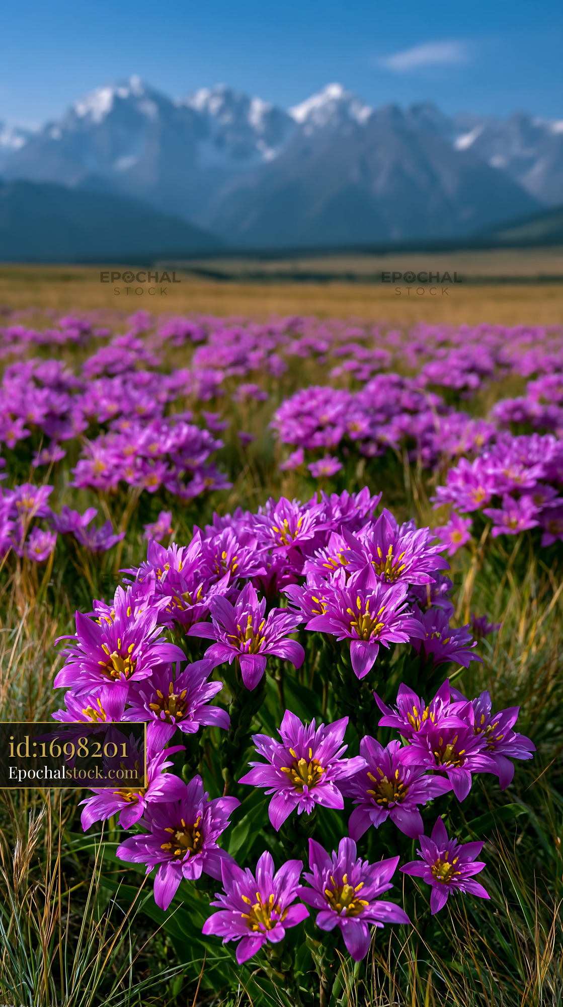 Watermarked full-resolution preview of Purple flowers bloom in a field with mountains in the background
