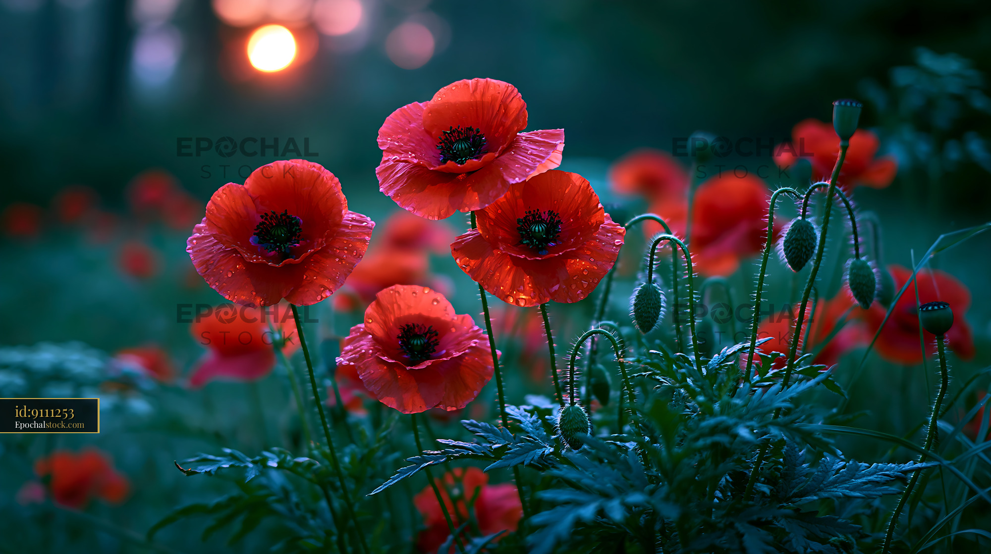 Watermarked full-resolution preview of Bright red poppies blooming at sunset in a garden