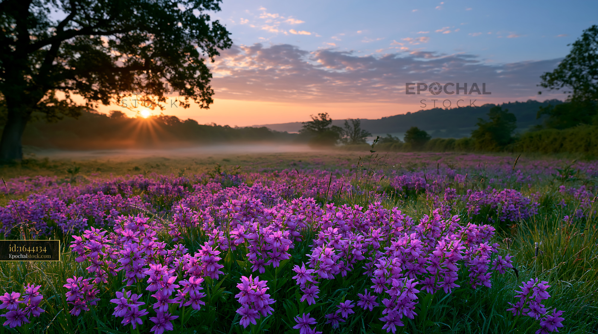 Watermarked full-resolution preview of Wildflowers bloom in a field at sunrise with fog in the distance
