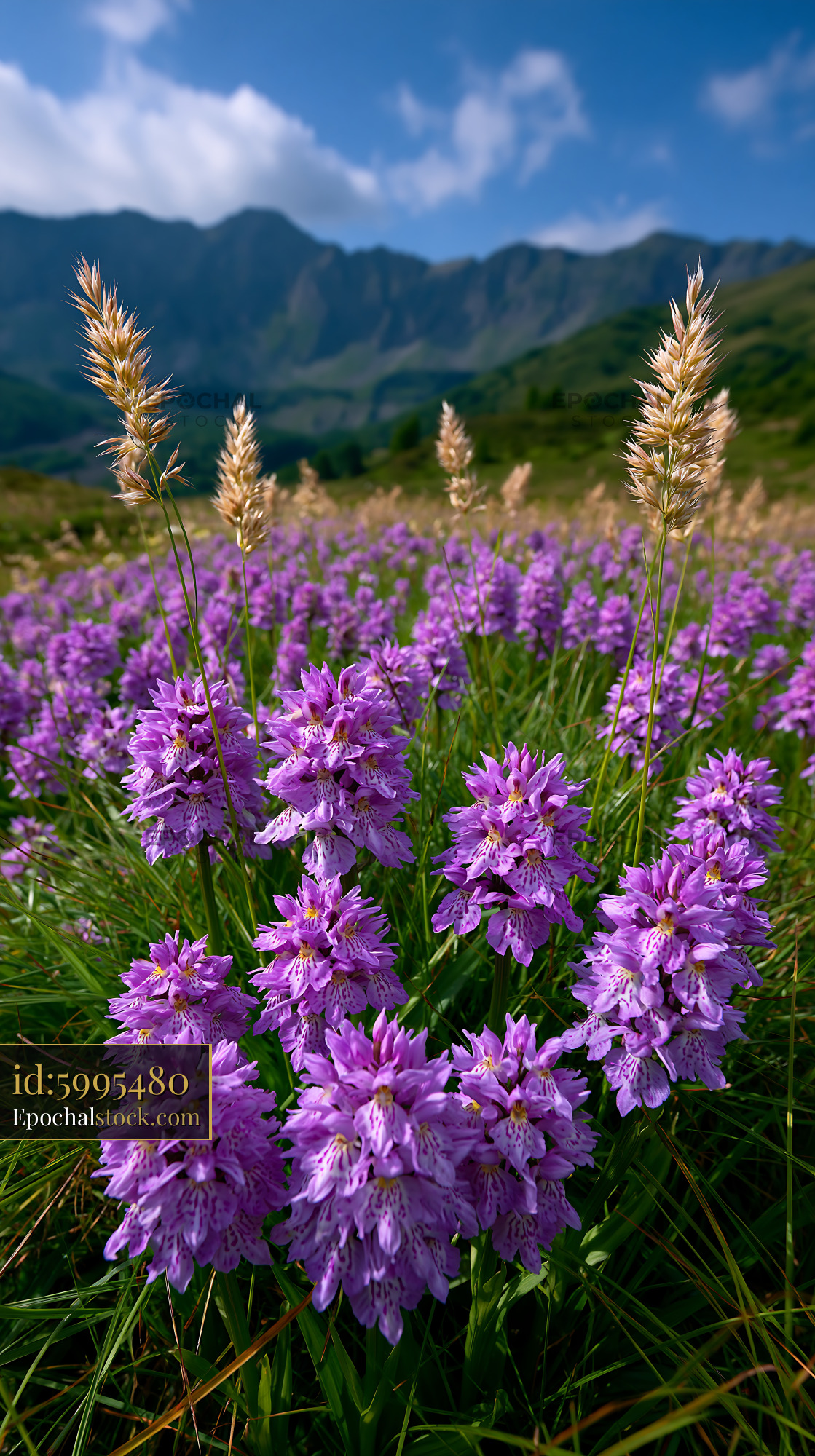 Watermarked full-resolution preview of Purple flowers bloom in a green field under a blue sky