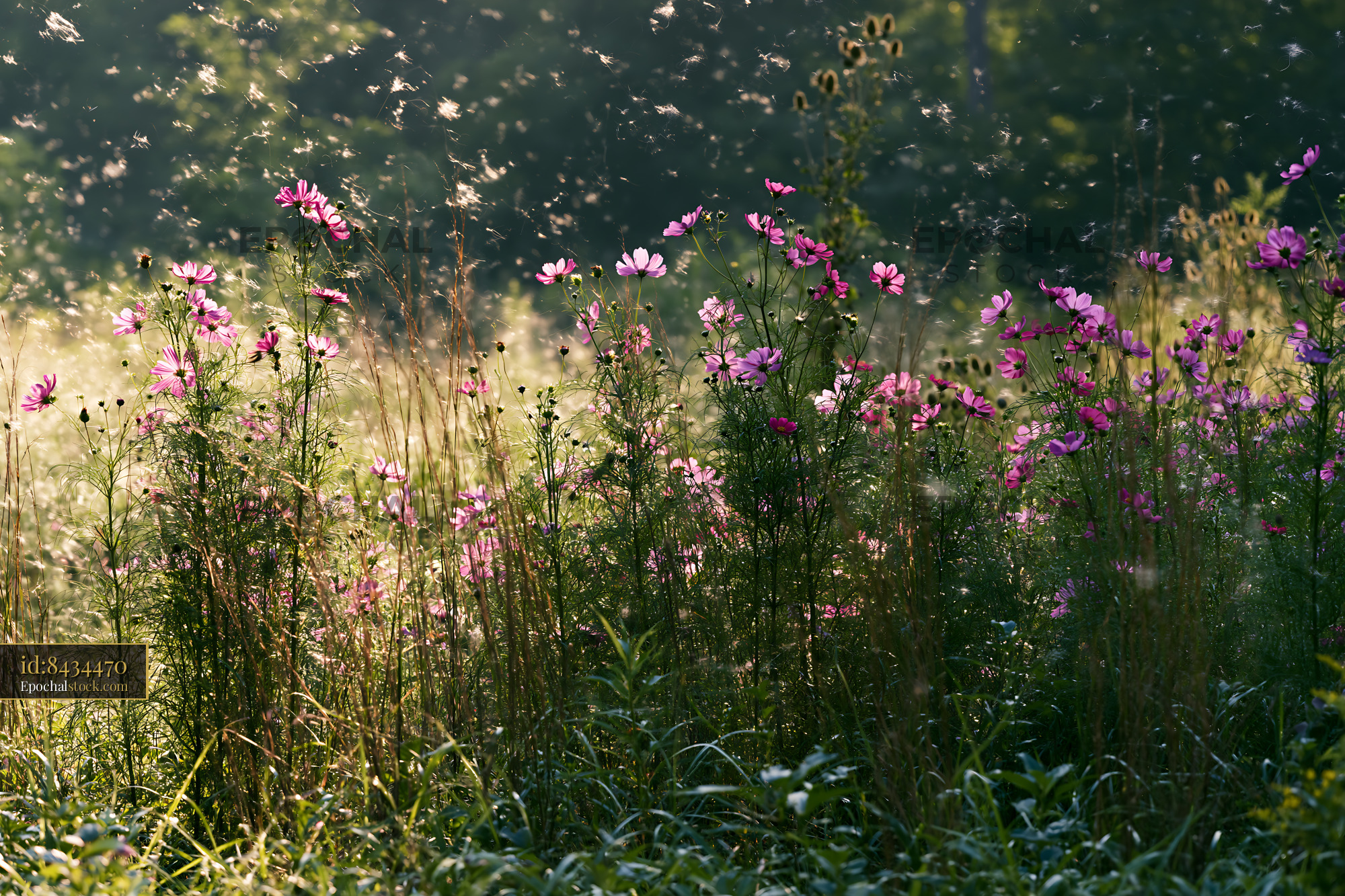 Watermarked full-resolution preview of Wildflowers blooming in a sunny meadow