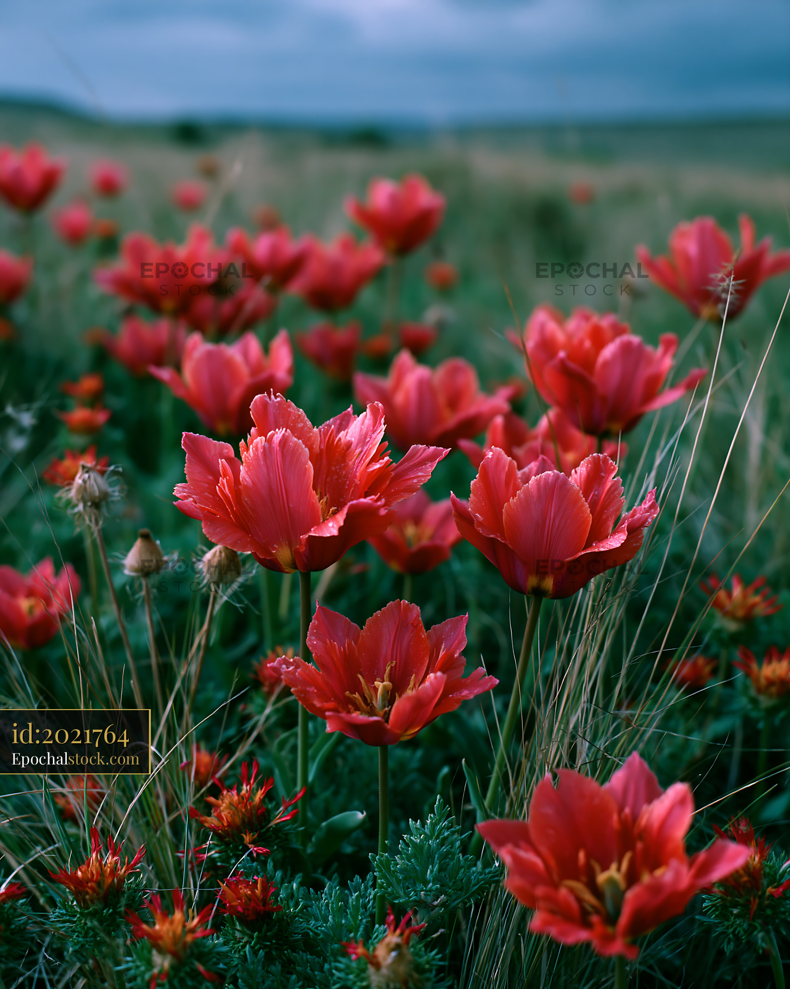 Watermarked full-resolution preview of Red flowers bloom in a grassy field under a cloudy sky