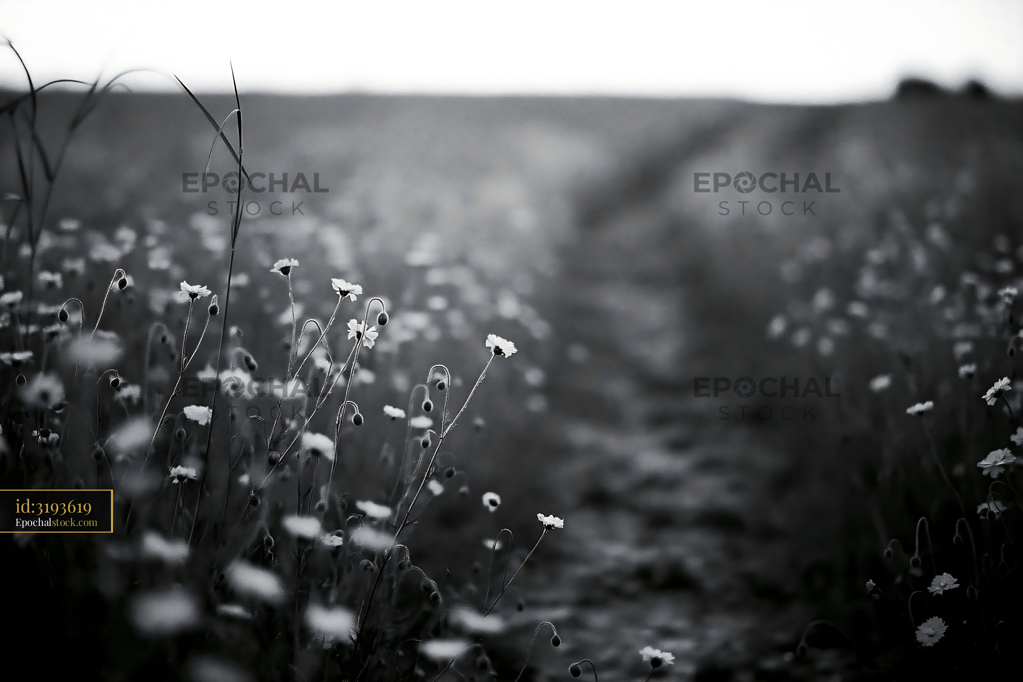 Watermarked full-resolution preview of Path through a field of flowers in black and white
