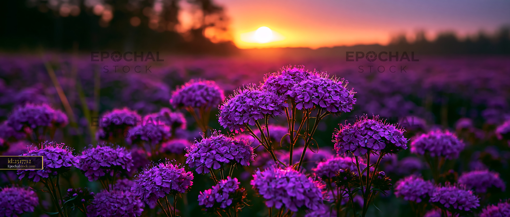 Watermarked full-resolution preview of Sunset over a field of purple flowers