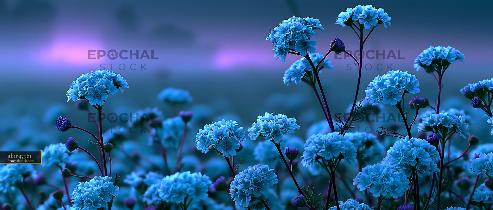 Blue Flowers Bloom in a Field at Dusk With Soft Lighting - stock photo