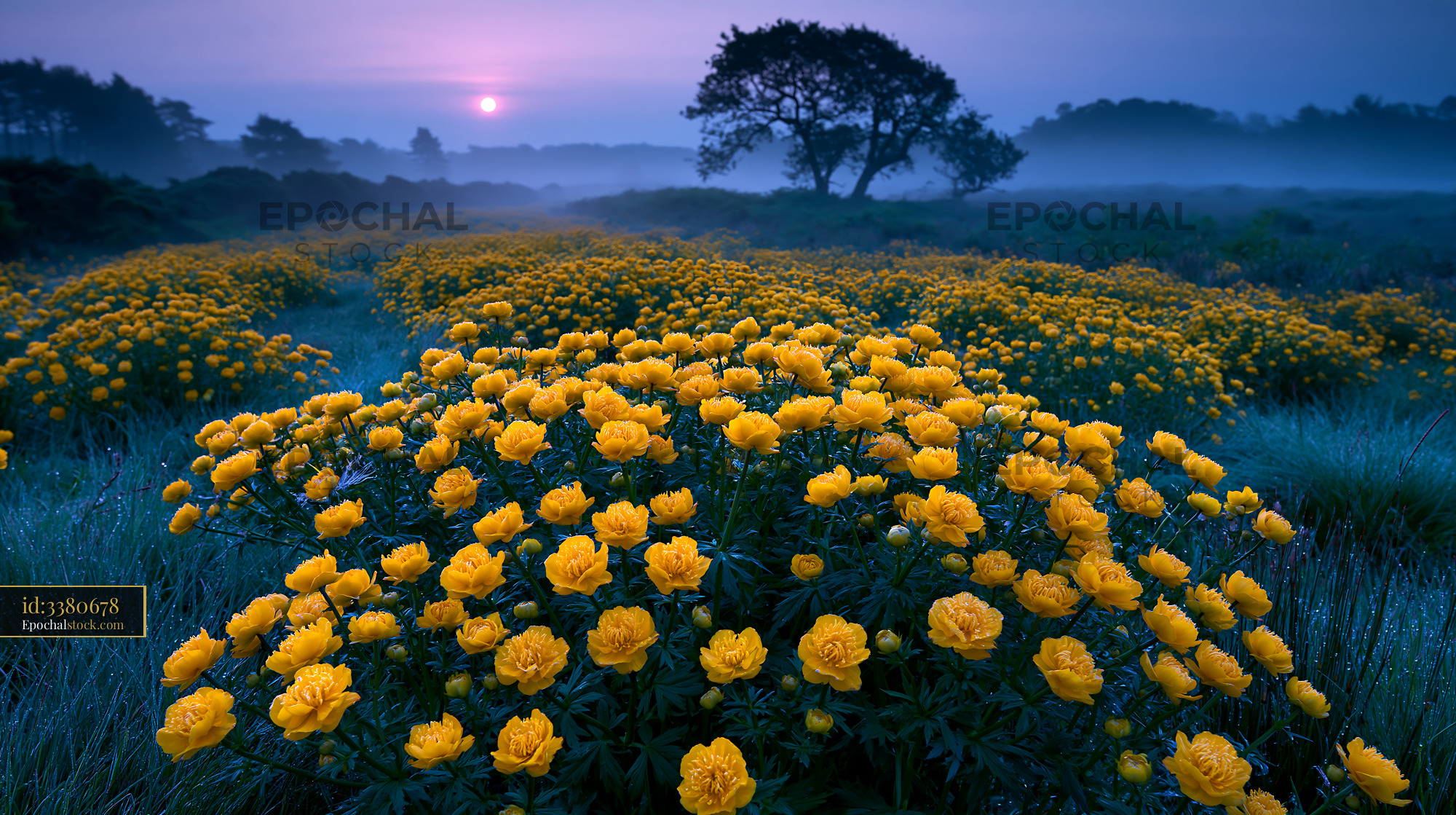 Watermarked full-resolution preview of Colorful yellow flowers bloom in a misty landscape at sunrise