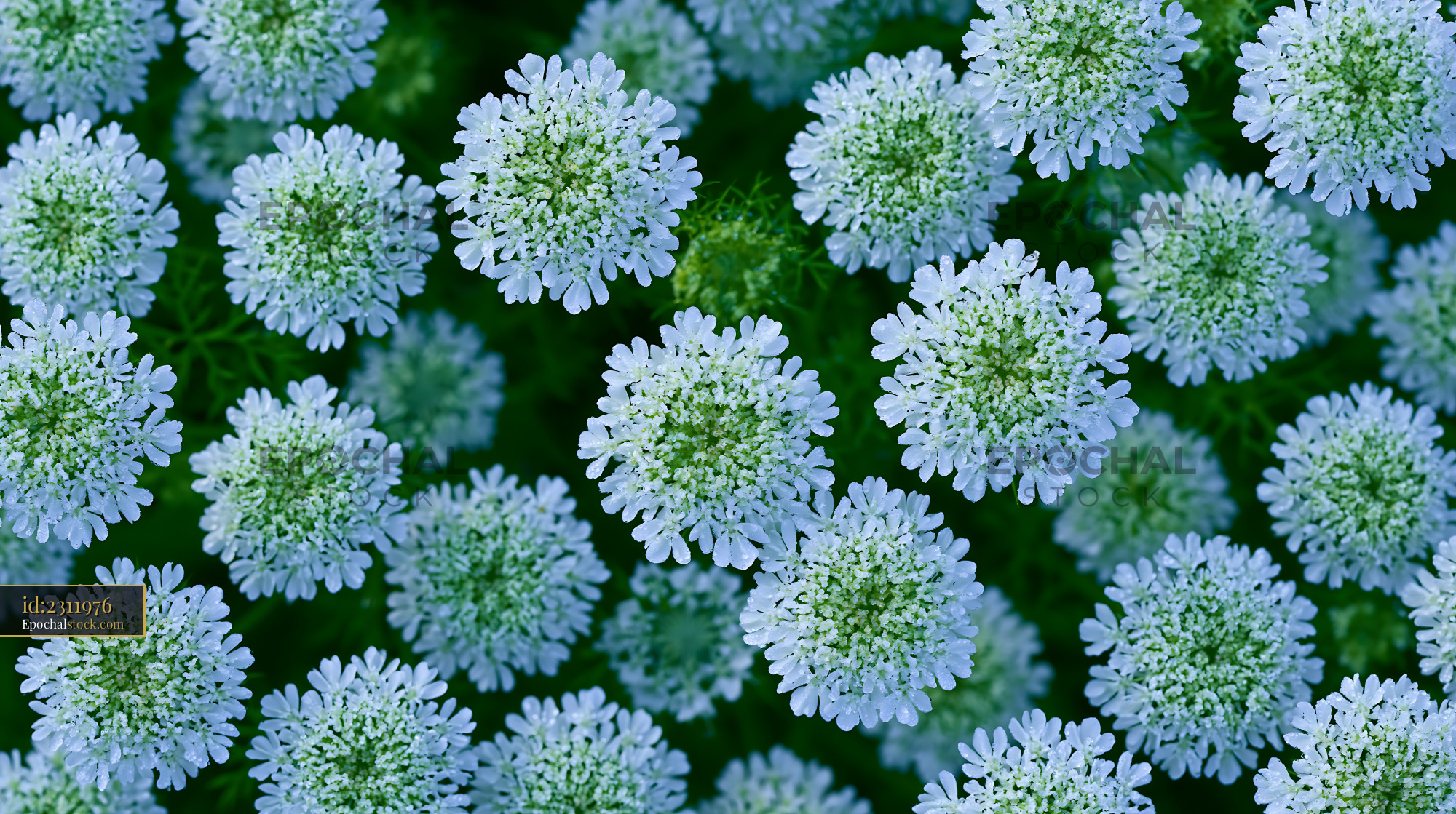 Watermarked full-resolution preview of Blue flowers in a garden during daytime