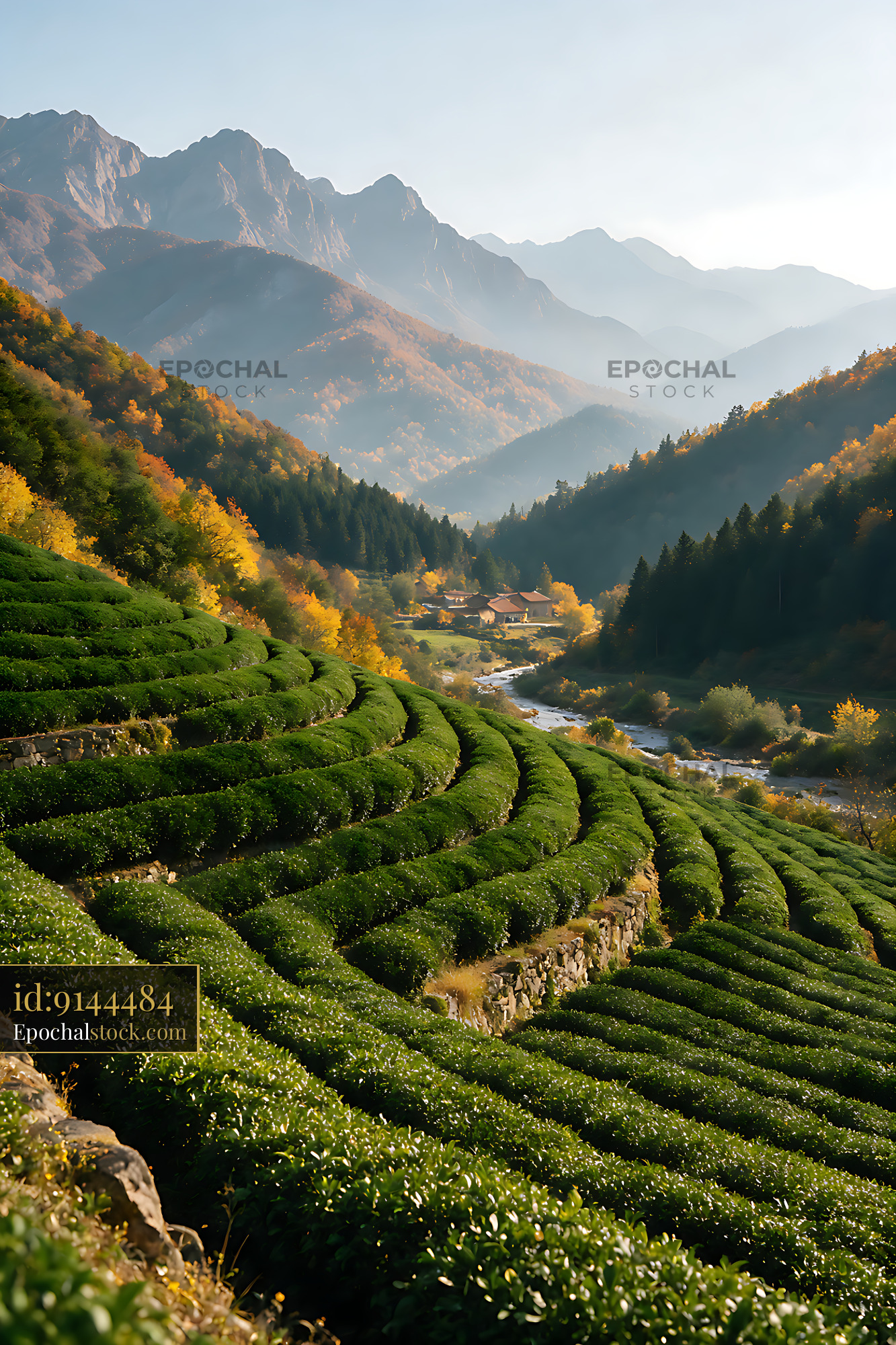 Watermarked full-resolution preview of Green tea fields beneath layered mountain peaks