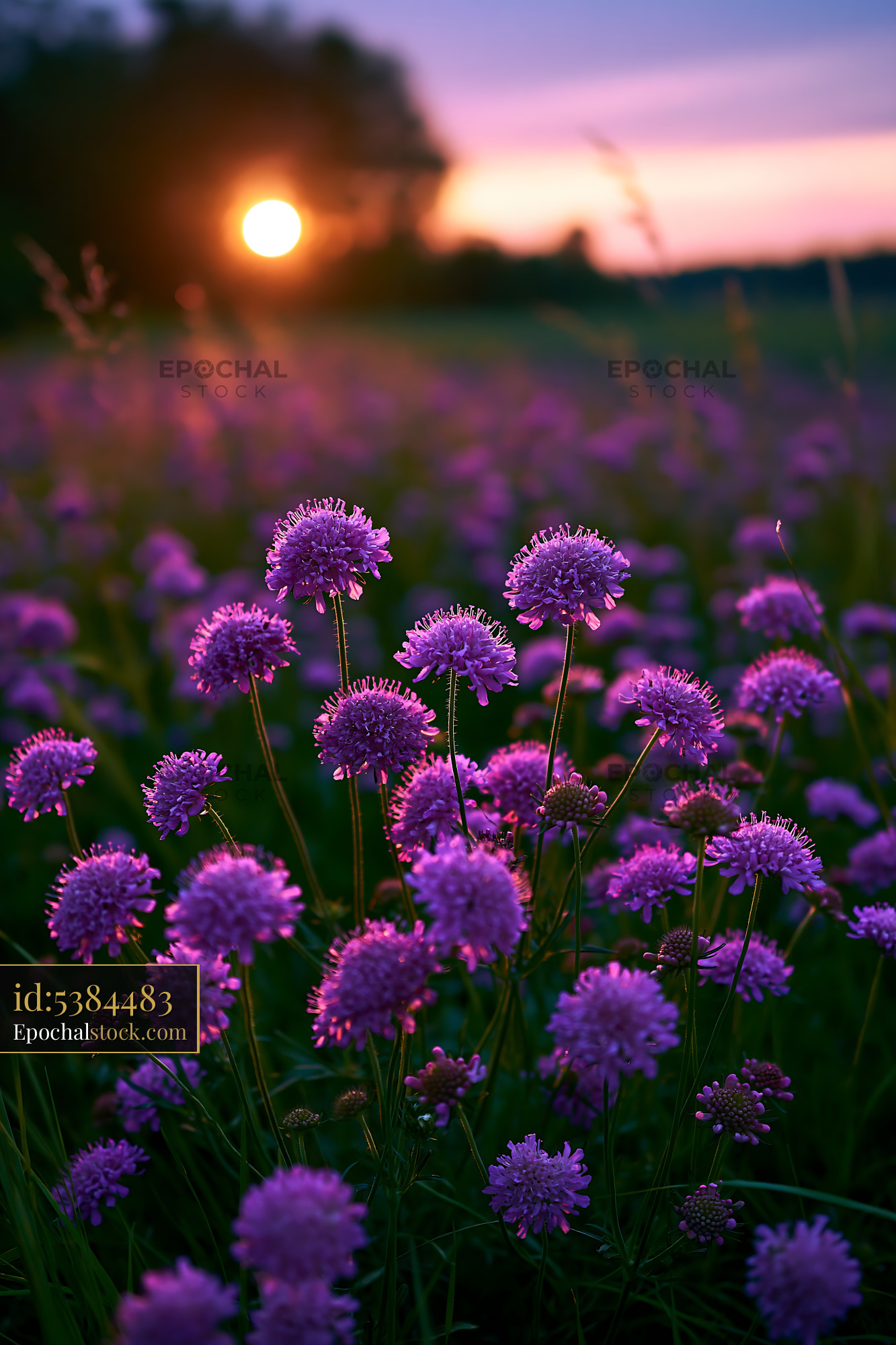 Watermarked full-resolution preview of Purple flowers bloom at sunset in a field