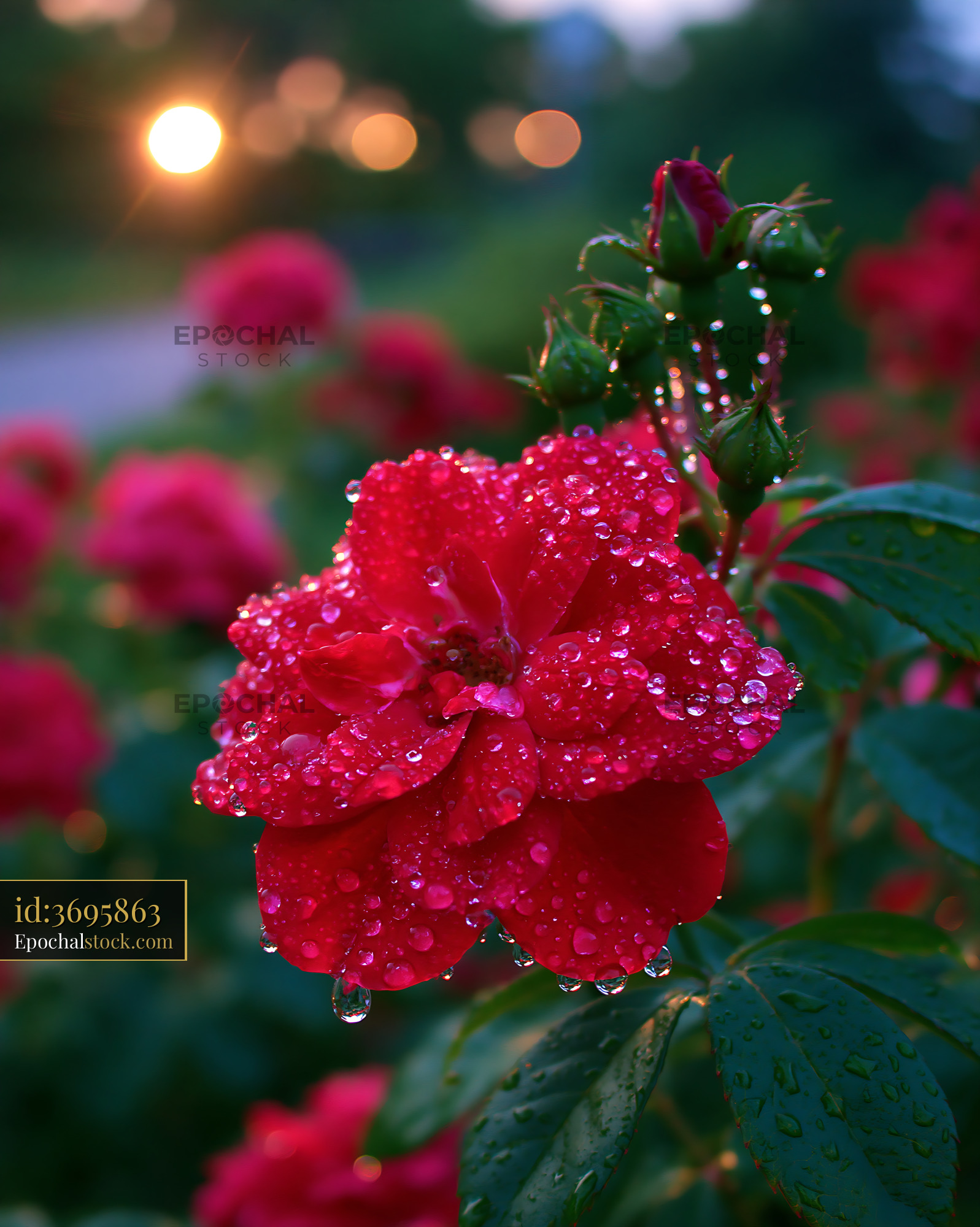 Watermarked full-resolution preview of Red rose with water droplets in garden at sunset