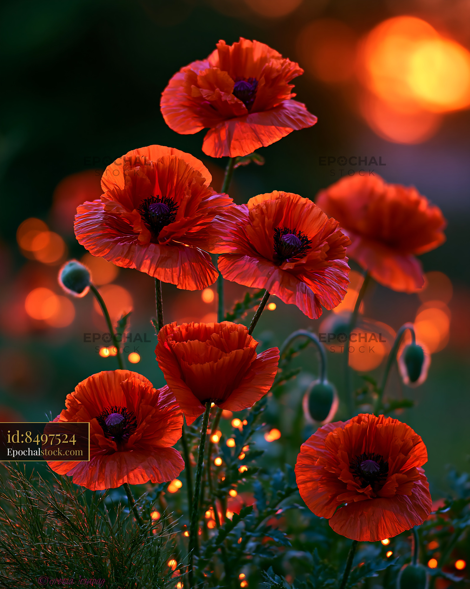 Watermarked full-resolution preview of Red poppies blooming at sunset in a garden