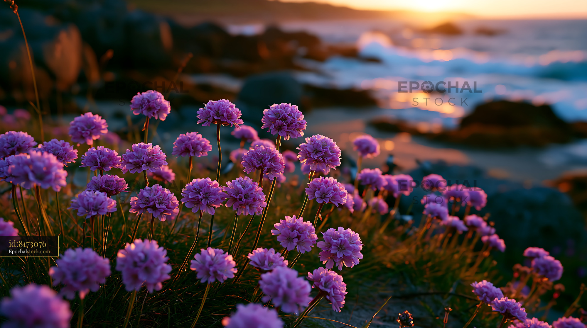 Watermarked full-resolution preview of Purple flowers blooming near the ocean at sunset